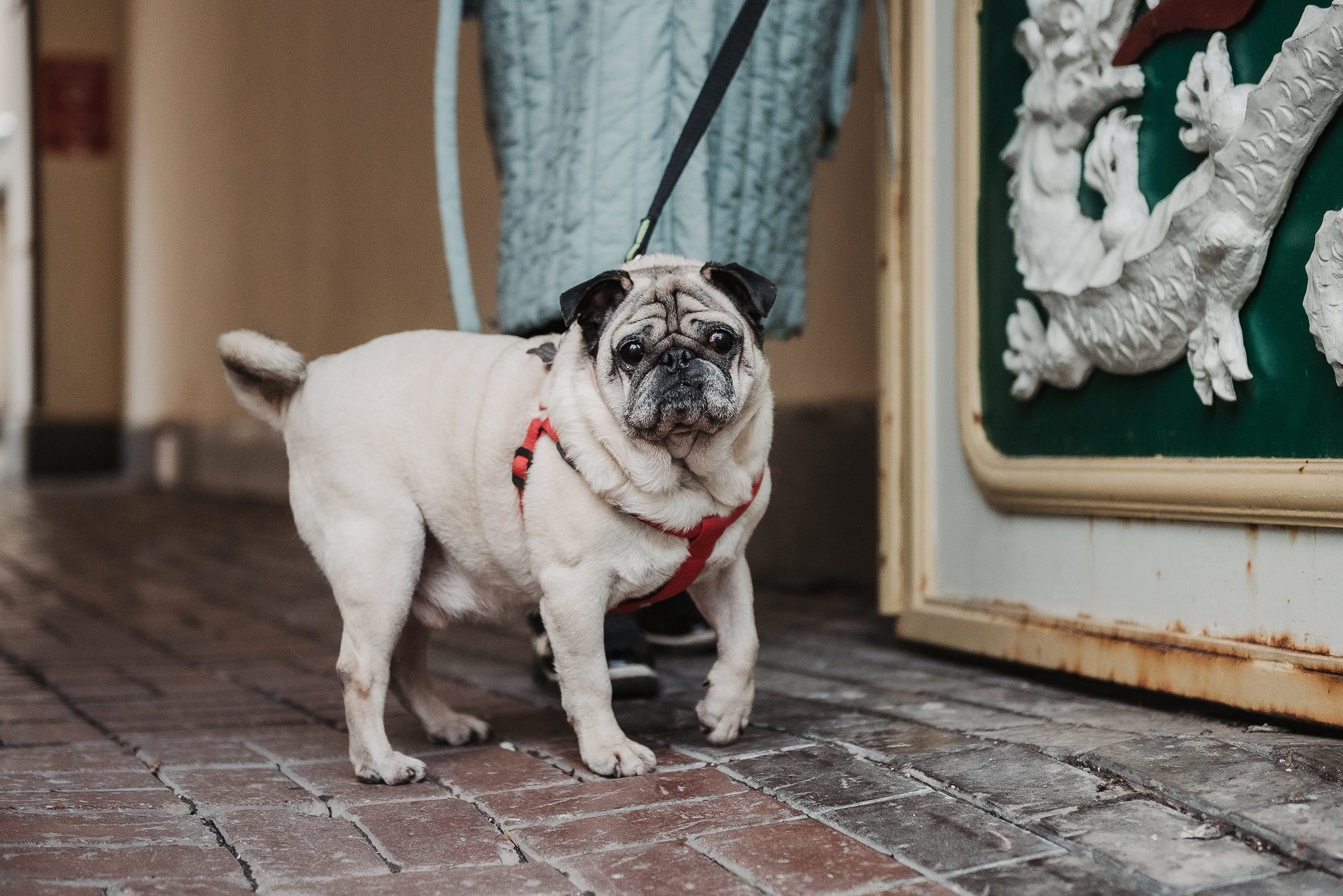 Ольга и Потапум. Прогулка к чайному дому. Семейный Фотограф в Москве Ирина Хохлова