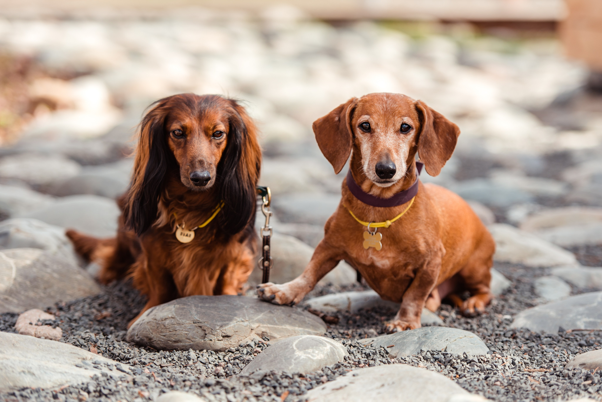 Таксы на Красной площади. Семейный Фотограф в Москве Ирина Хохлова