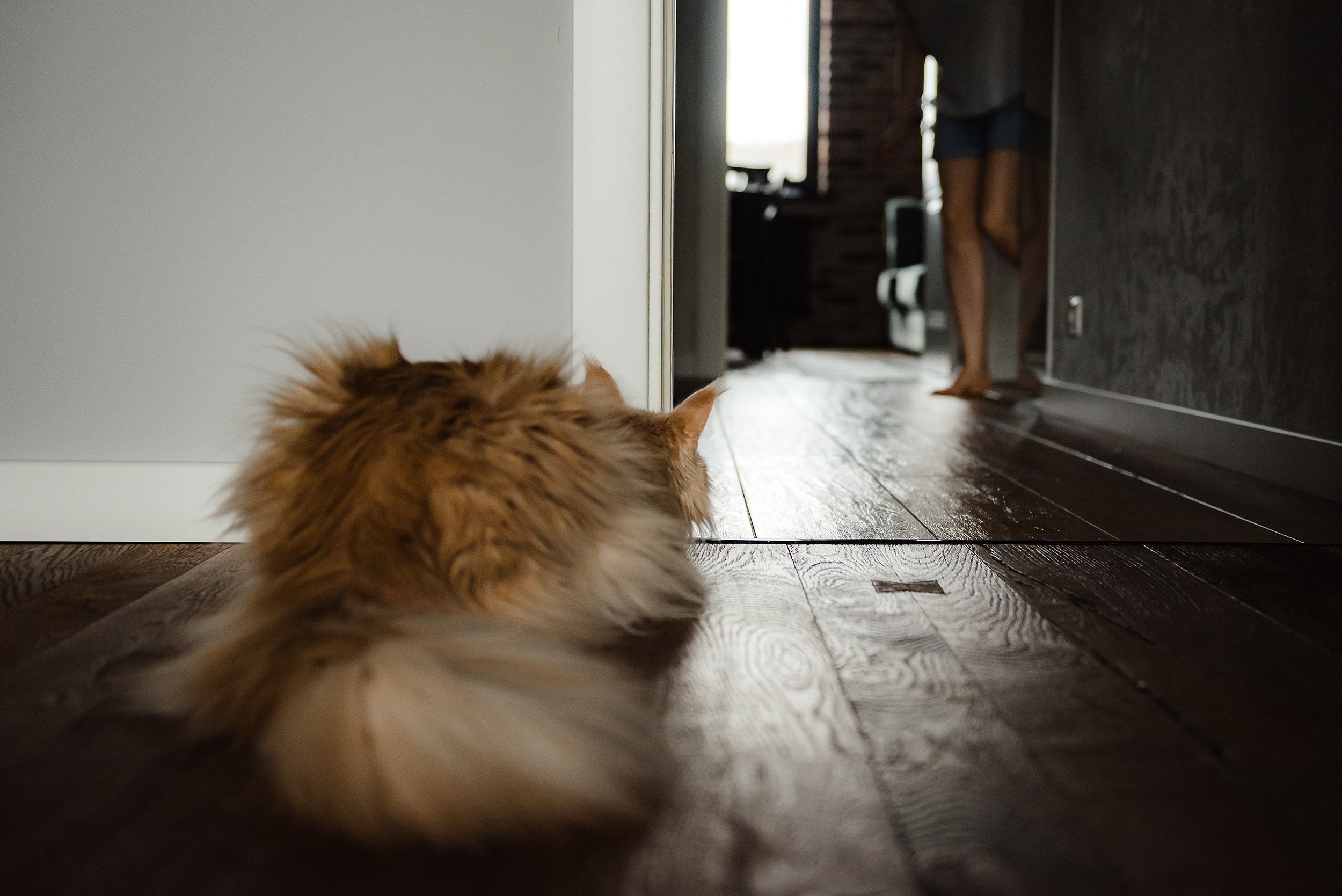 Алена, Виктор, Оливка и Ластик. Семейный Фотограф в Москве Ирина Хохлова