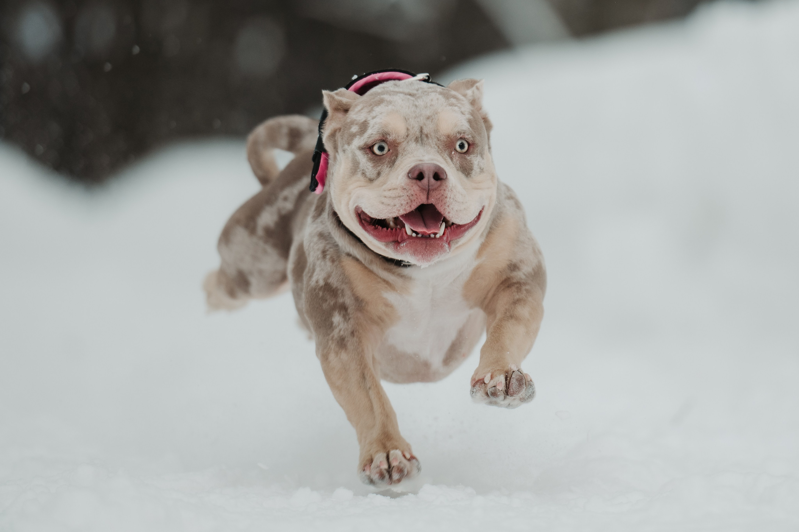 Зимняя LOVE STORY Вики, Артёма и Булочки. Семейный Фотограф в Москве Ирина Хохлова