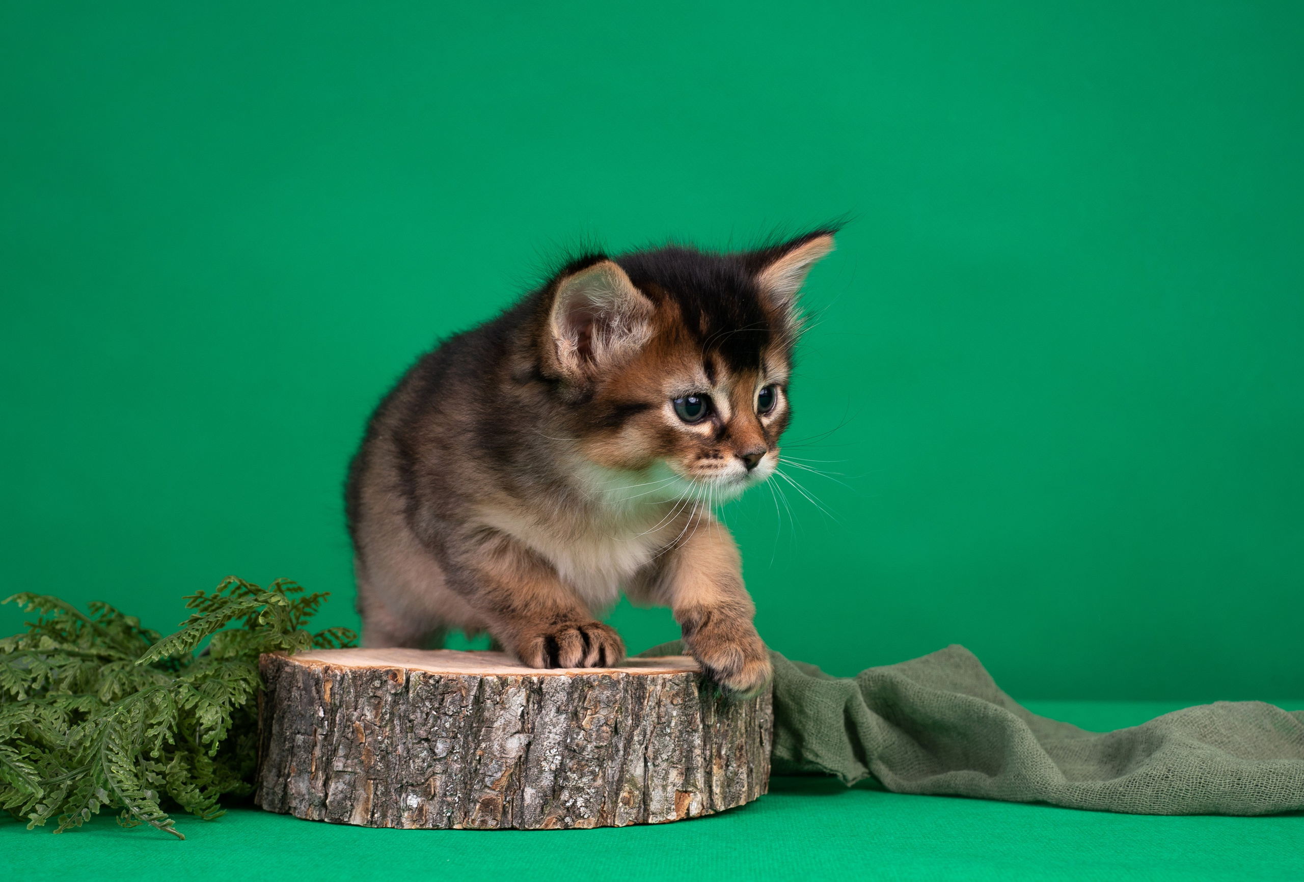Котята в домашней студии. Фотограф анималист в Казани Алина Сулейманова. Фотограф животных