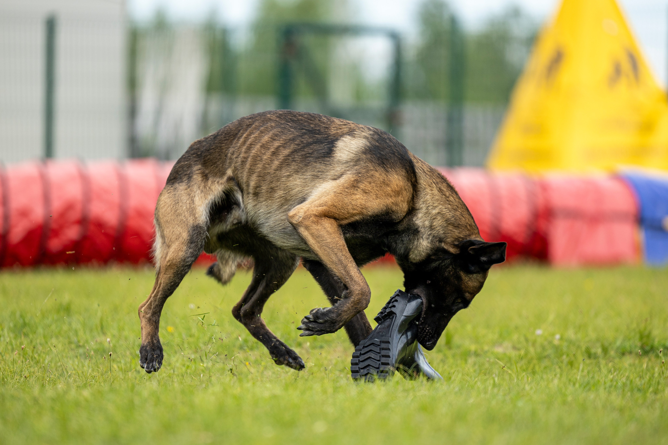 Испытания по мондьорингу в Нижнем Новгороде. Фотограф-анималист Анна Маринич