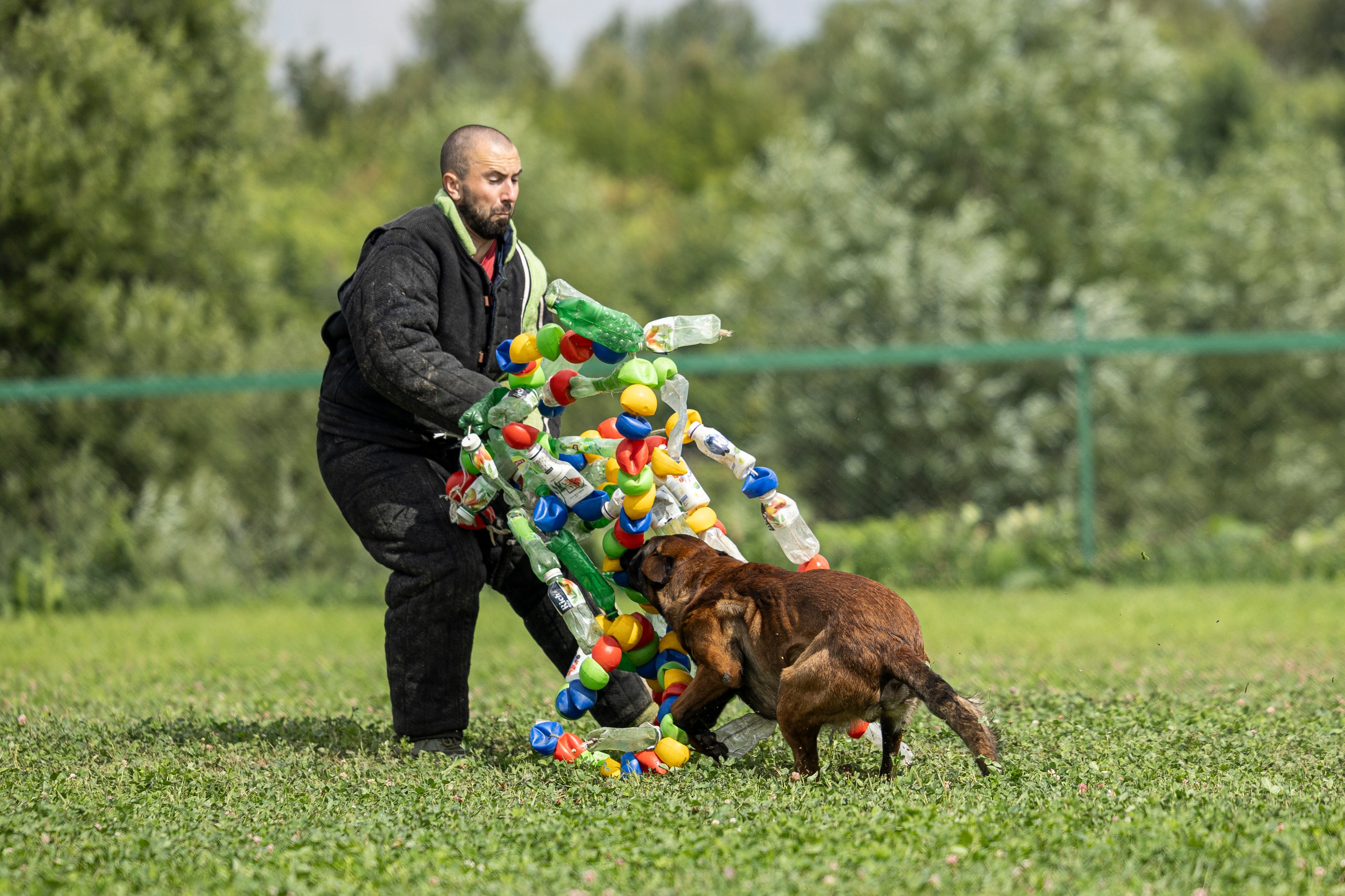 Соревнования по Мондьорингу г. Вологда 10-11.08.2024. Фотограф-анималист Анна Маринич