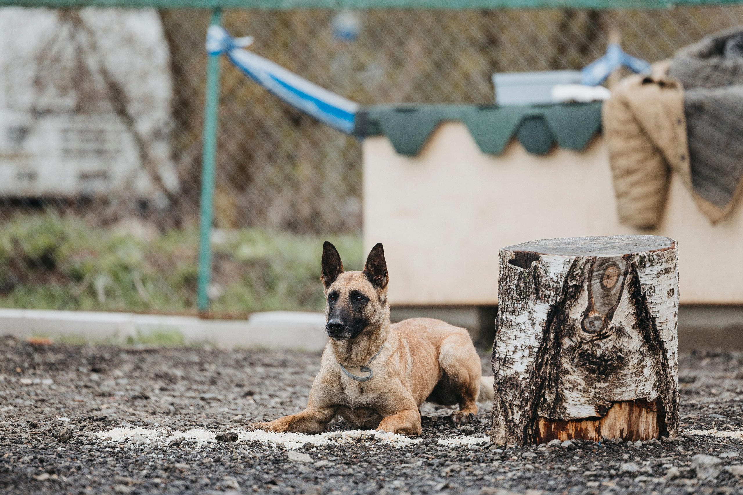 09.05.25 Вологда соревнования. Фотограф-анималист Анна Маринич