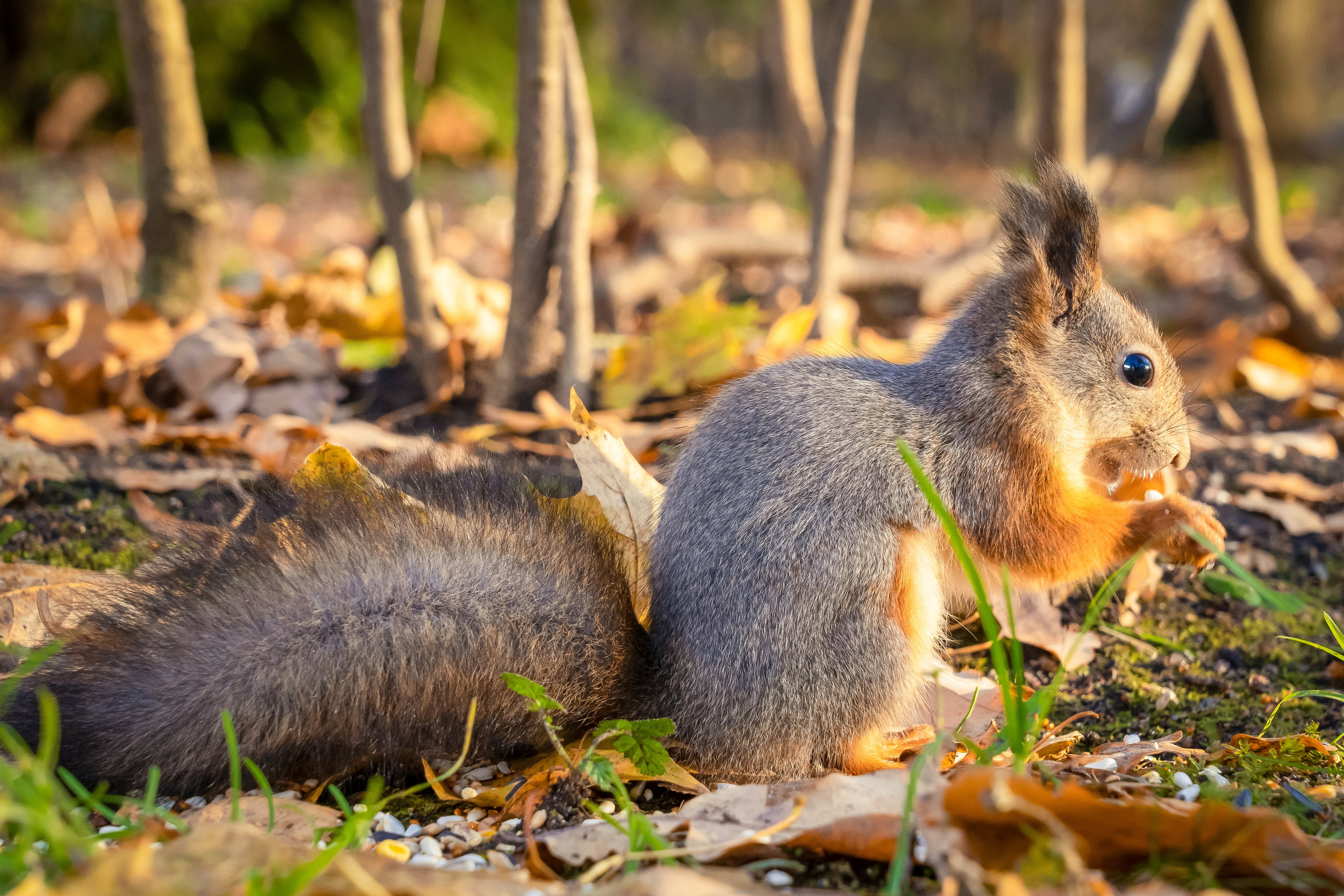 Дикая природа. Photomantis