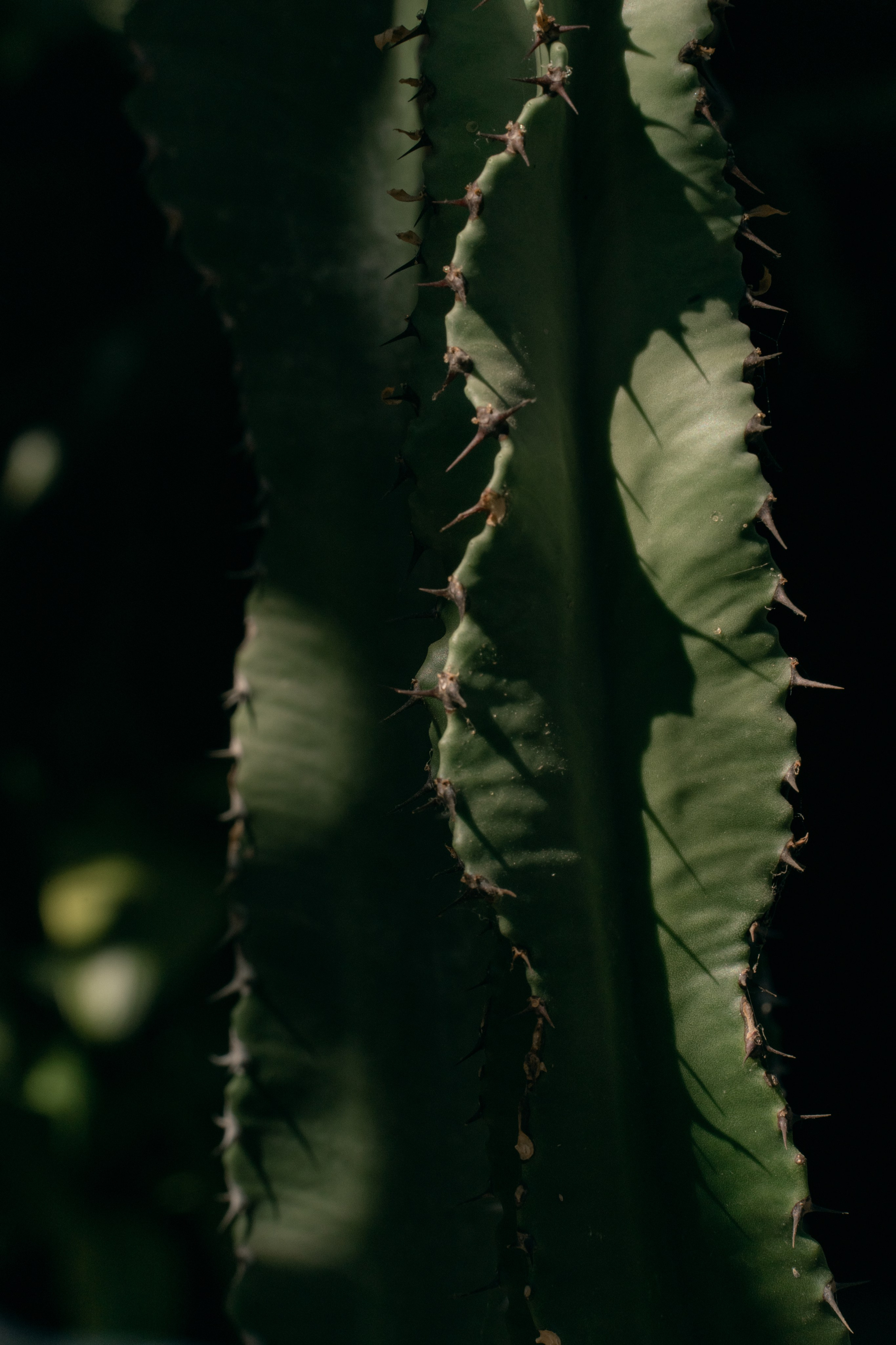 A German wedding among palms. Wedding & Documentary Photographer based in Nuremberg — available across Europe & Turkey | Vitalii Nasonov