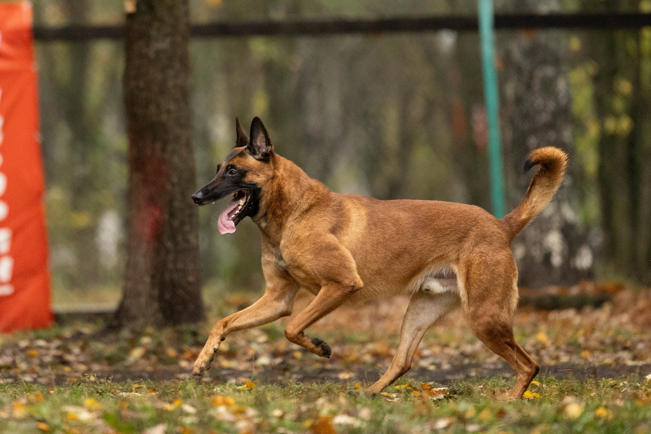 Соревнования по Мондьорингу г. Вологда. Фотограф-анималист Анна Маринич