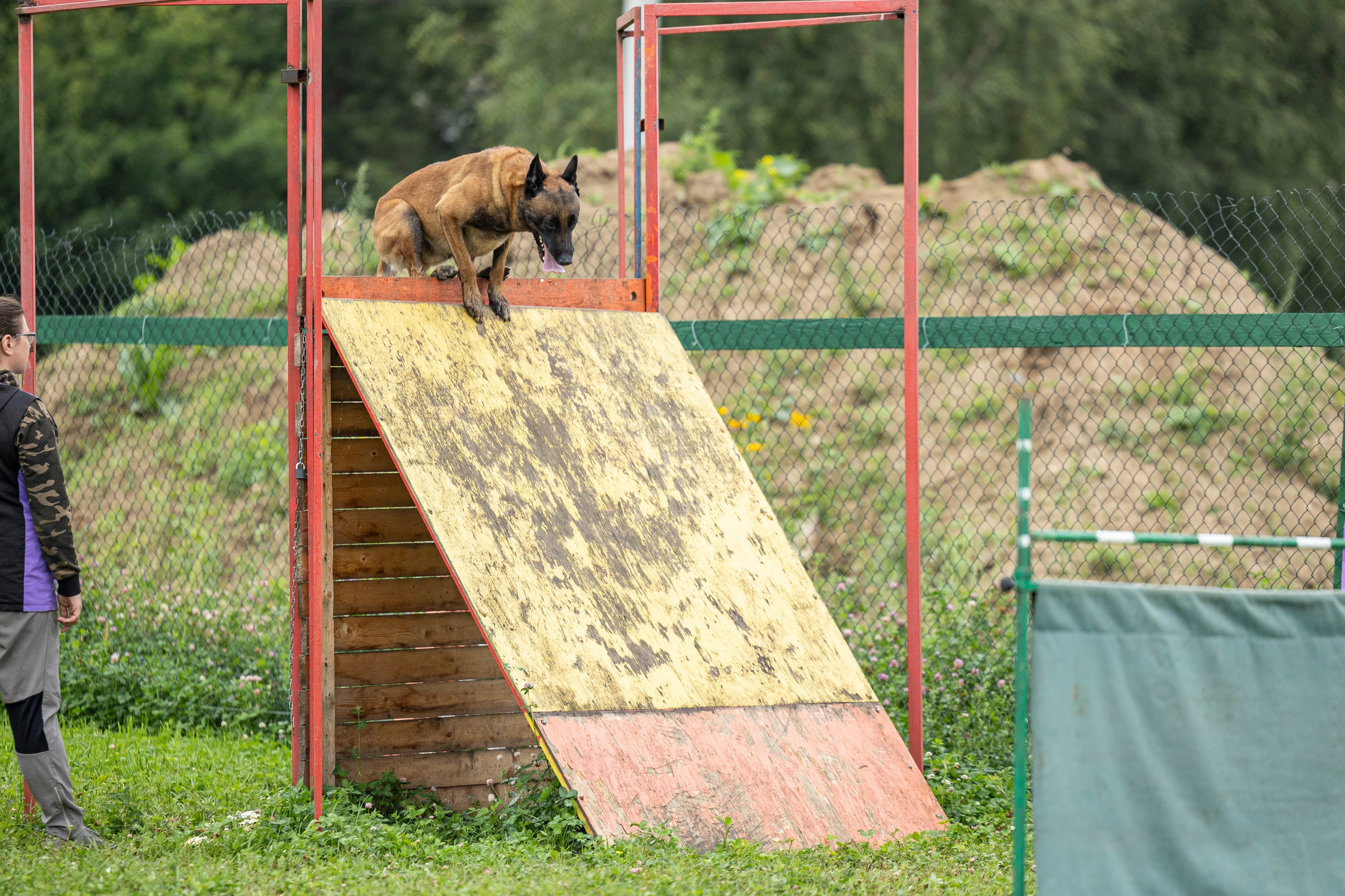 Соревнования по Мондьорингу г. Вологда 10-11.08.2024. Фотограф-анималист Анна Маринич