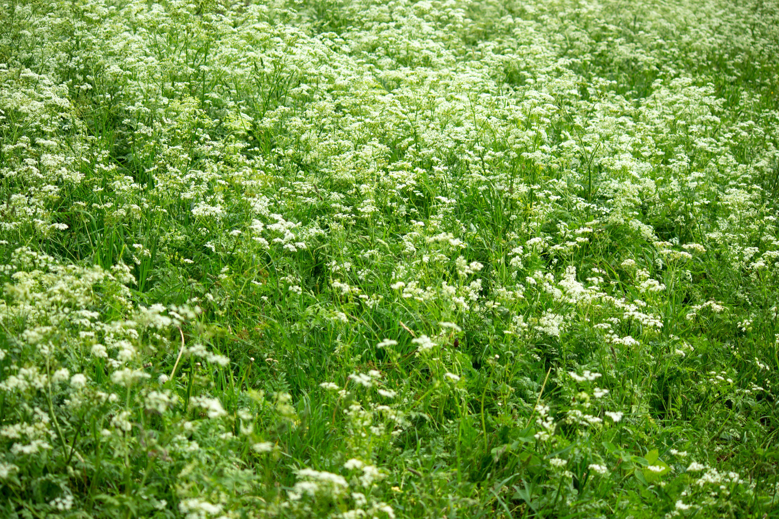 Отзывы. Свадебный и семейный фотограф в Могилеве и Минске