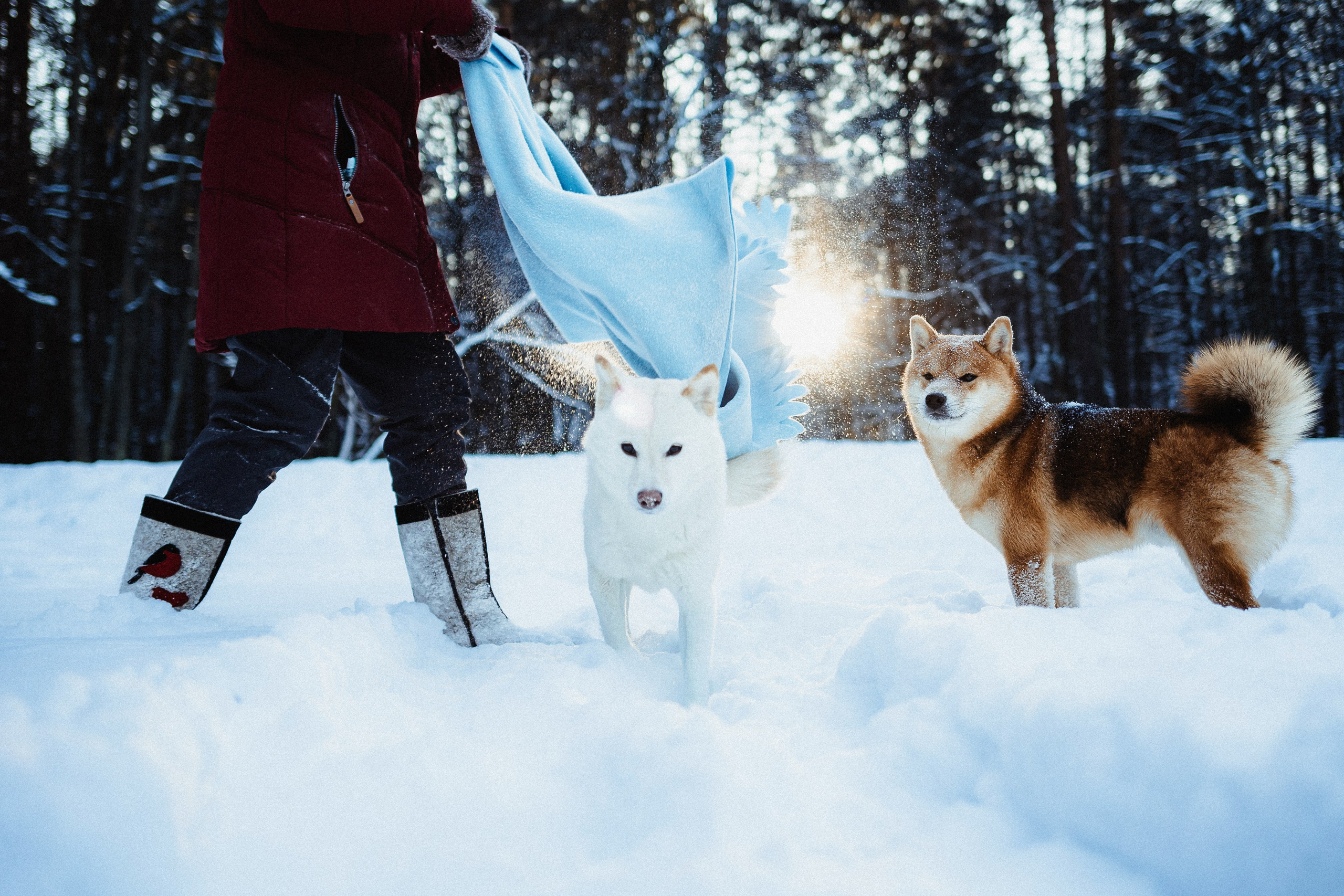 Шед, Цири и Ира