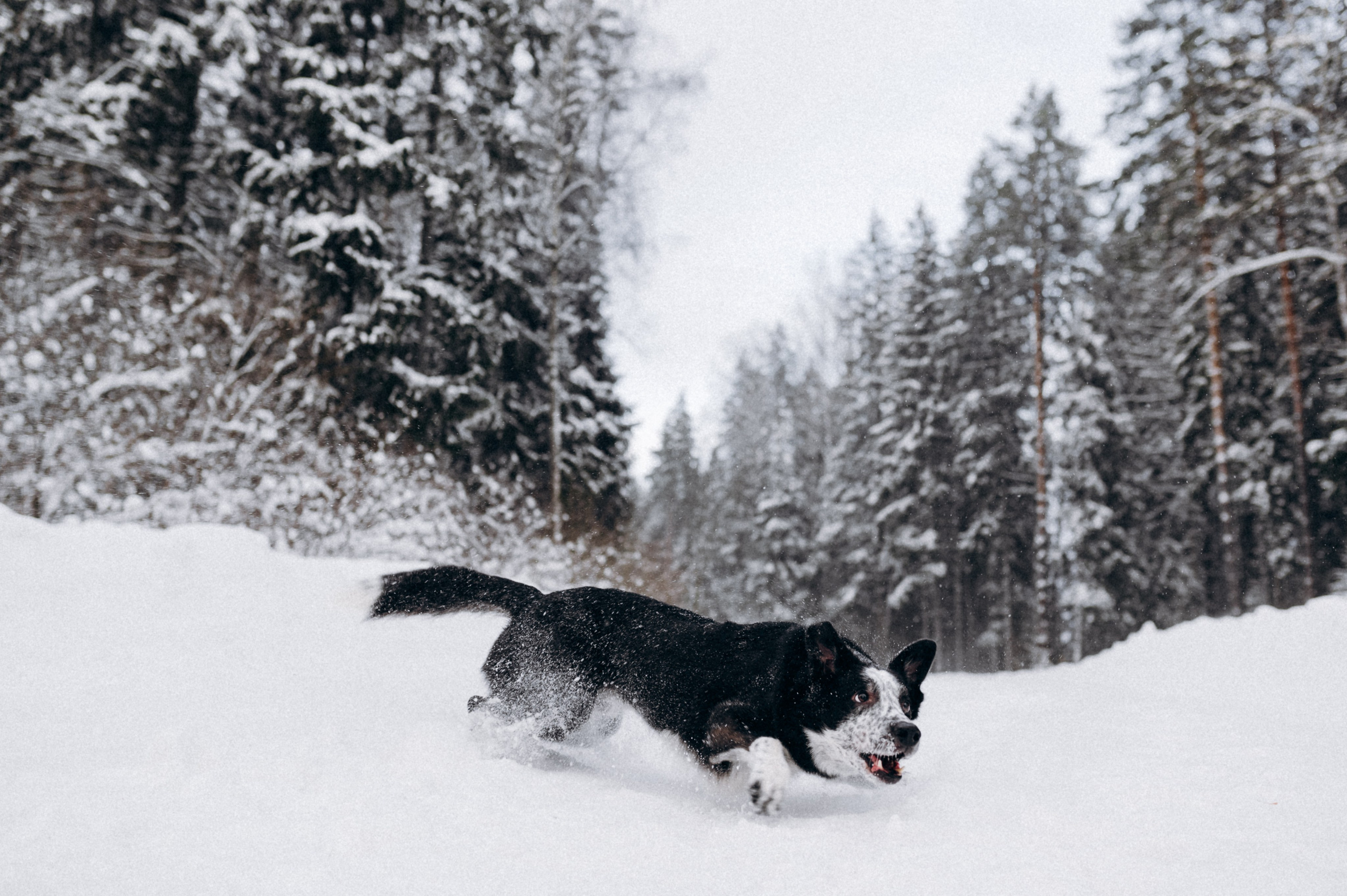 Аня и Милан. Фотограф анималист в Москве Ольга Агушева