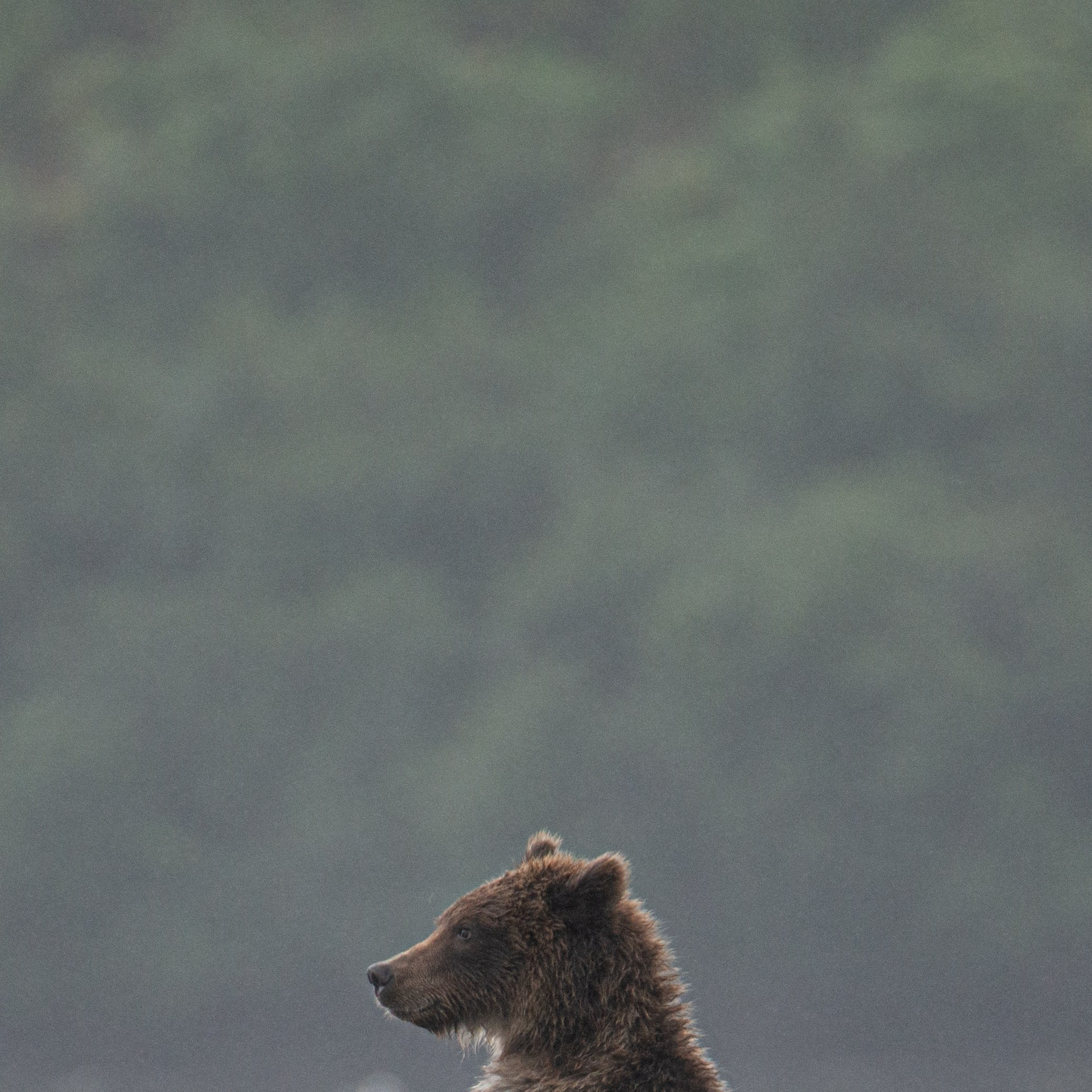 Камчатка — земля медведей. Игорь Иванко — Репортажный и событийный фотограф. Москва