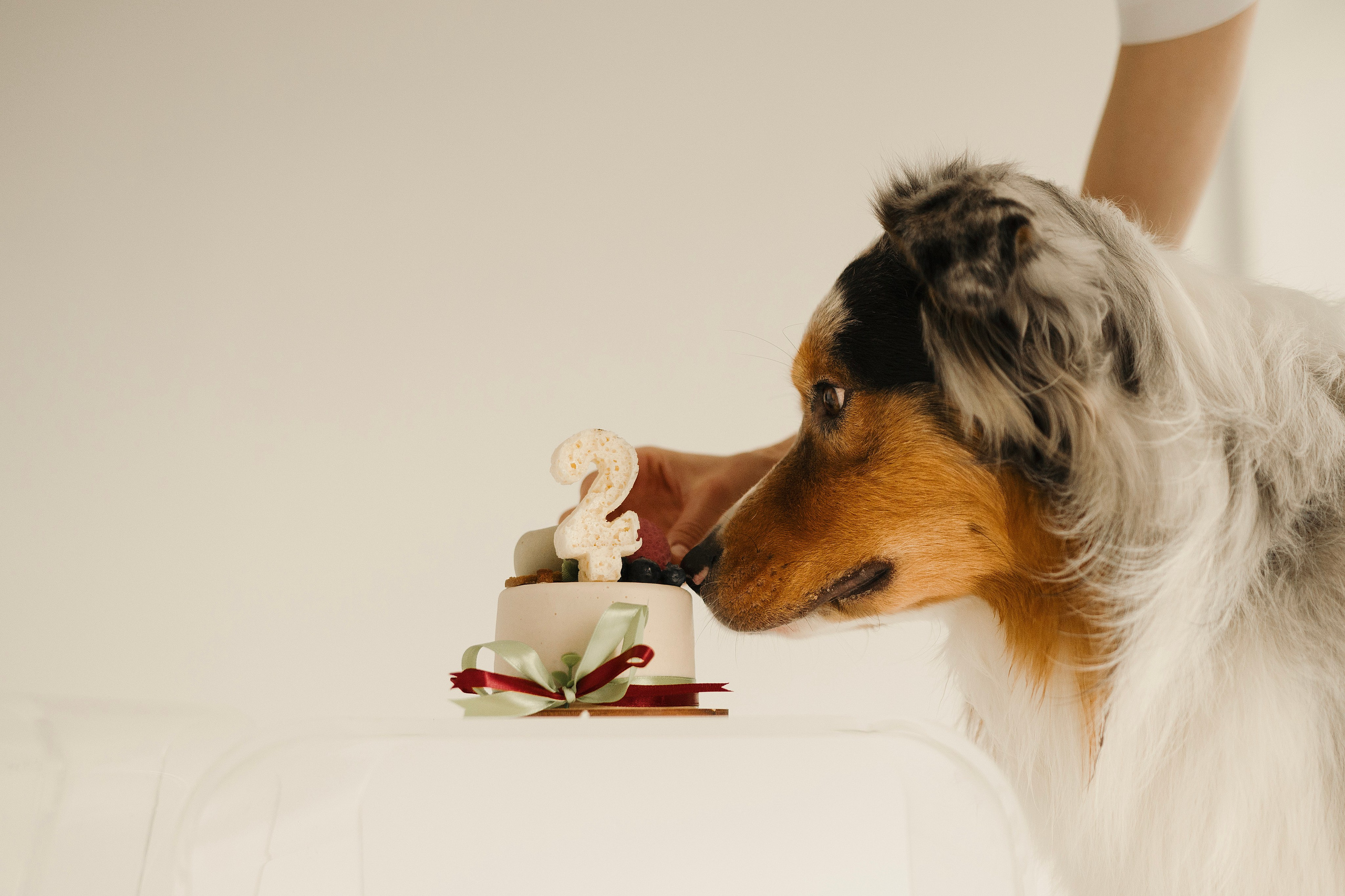 Зевс. Фотограф- анималист Александра Матвеева