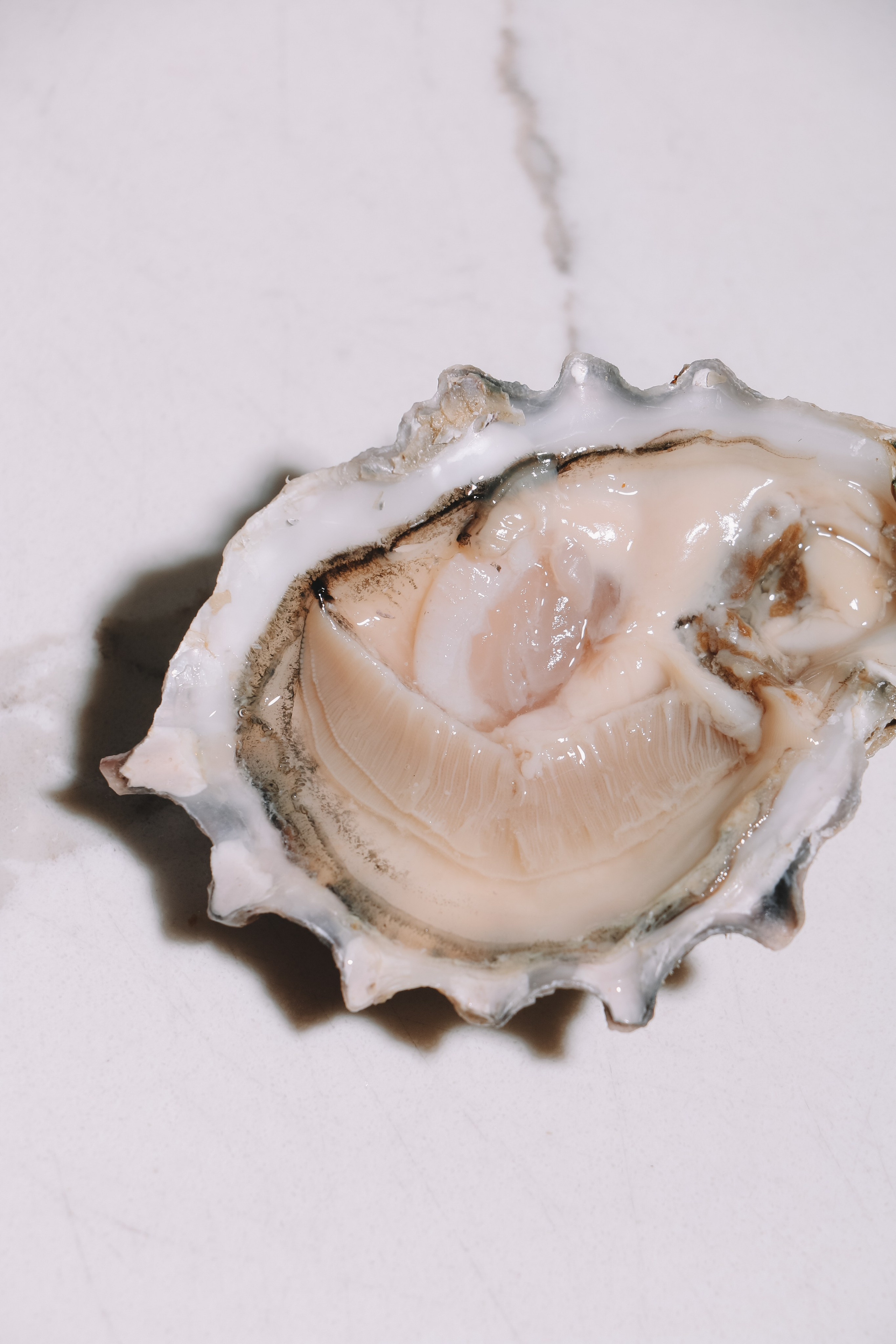 Moreca sea food. Контент-фотограф Калининград АНАСТАСИЯ ТКАЧЕВА