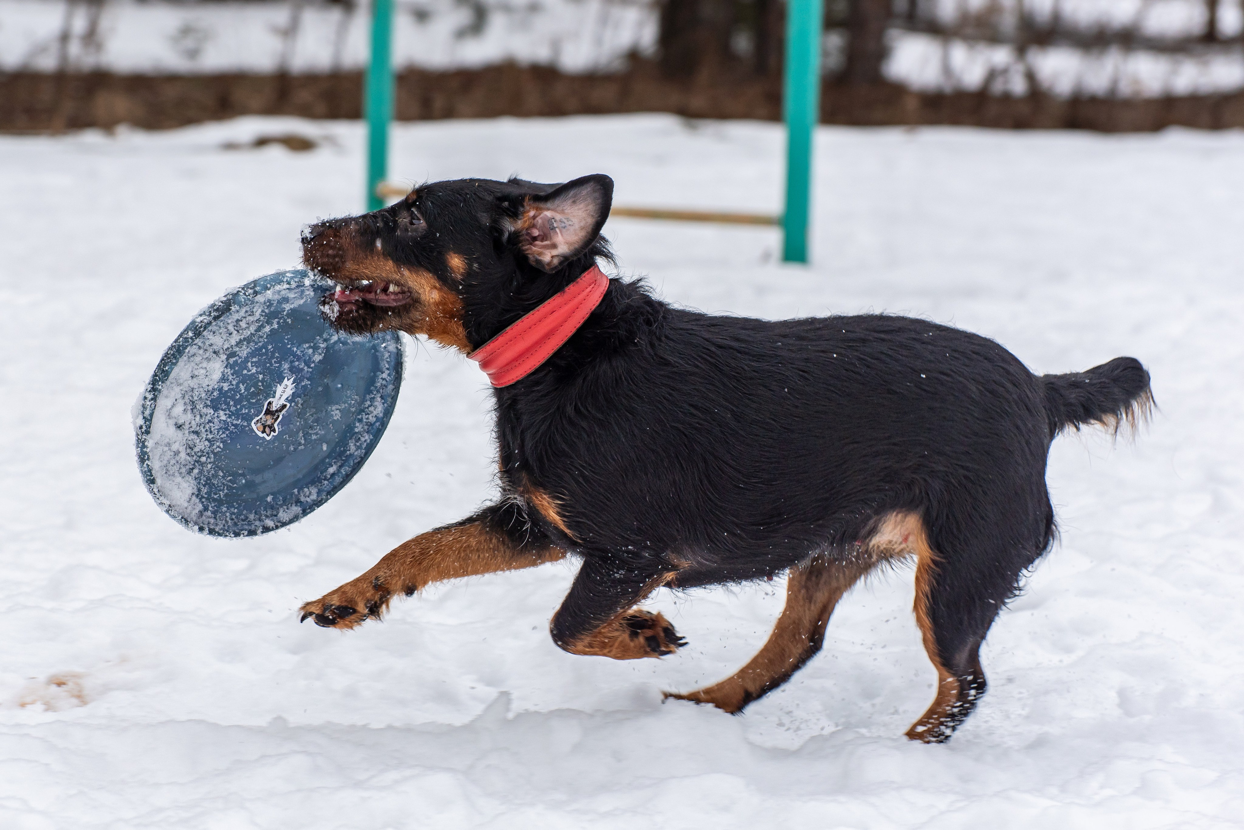 Фотосъёмка с собаками в Кинологическом лагере. Фотограф Макс Огурцов в Нижнем Новгороде