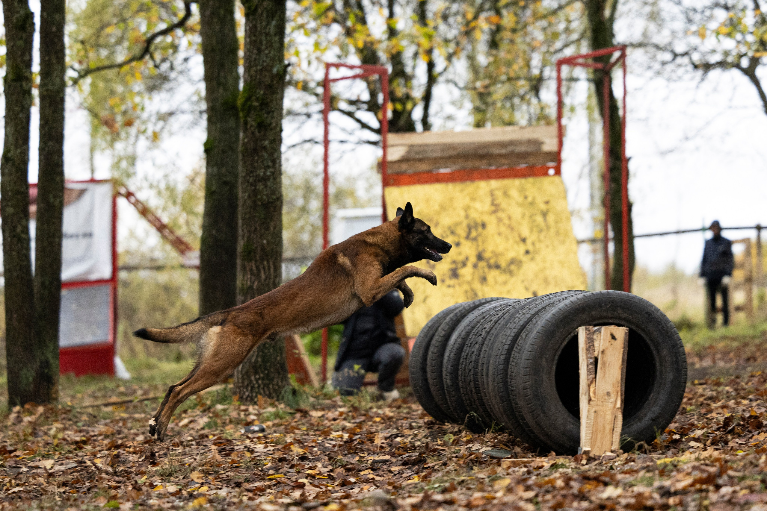 Соревнования по Мондьорингу г. Вологда. Фотограф-анималист Анна Маринич