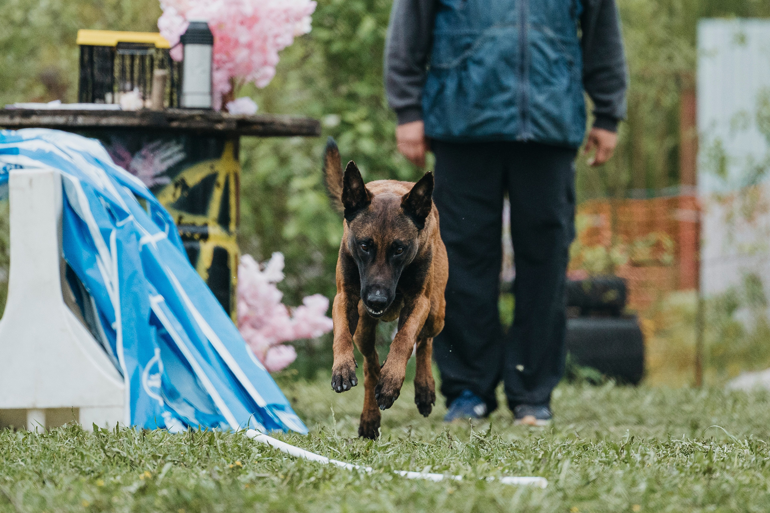 26.05.25 г. Пушкин квалификационные соревнования. Фотограф-анималист Анна Маринич