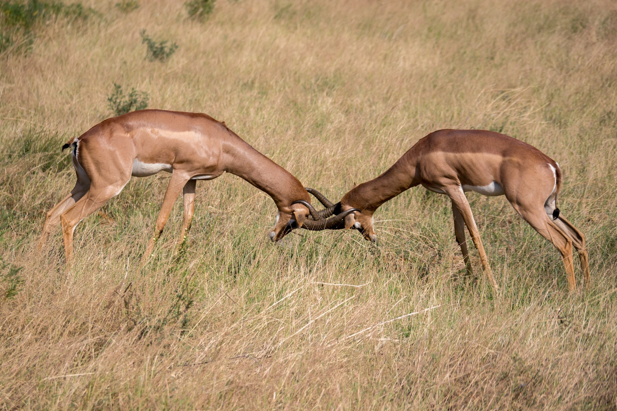 Африка. Кения. Фотосъёмка животных в африканской саванне. Фотограф Алексей Скоробогатько