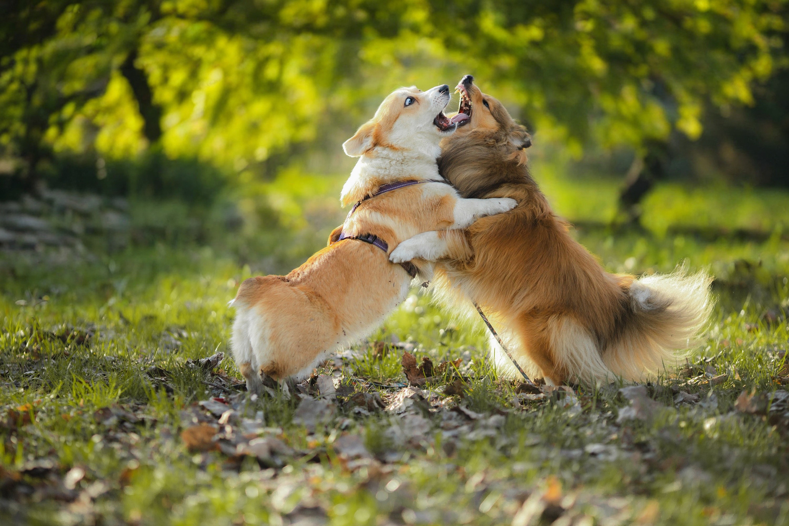 Найк и Меган. Художник и Фотограф Тимохина Юлия