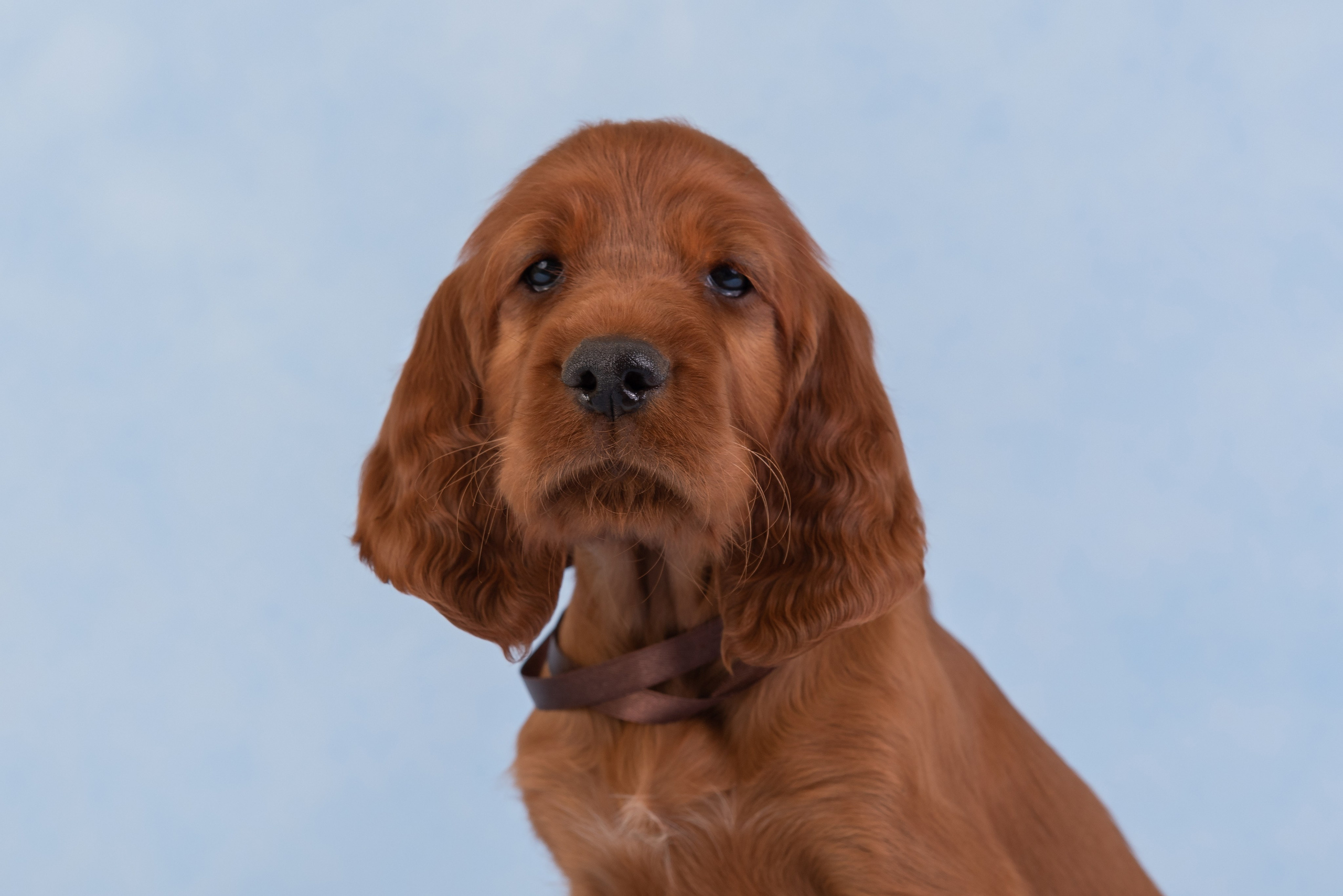 Щенки в домашней студии. Фотограф анималист в Казани Алина Сулейманова. Фотограф животных