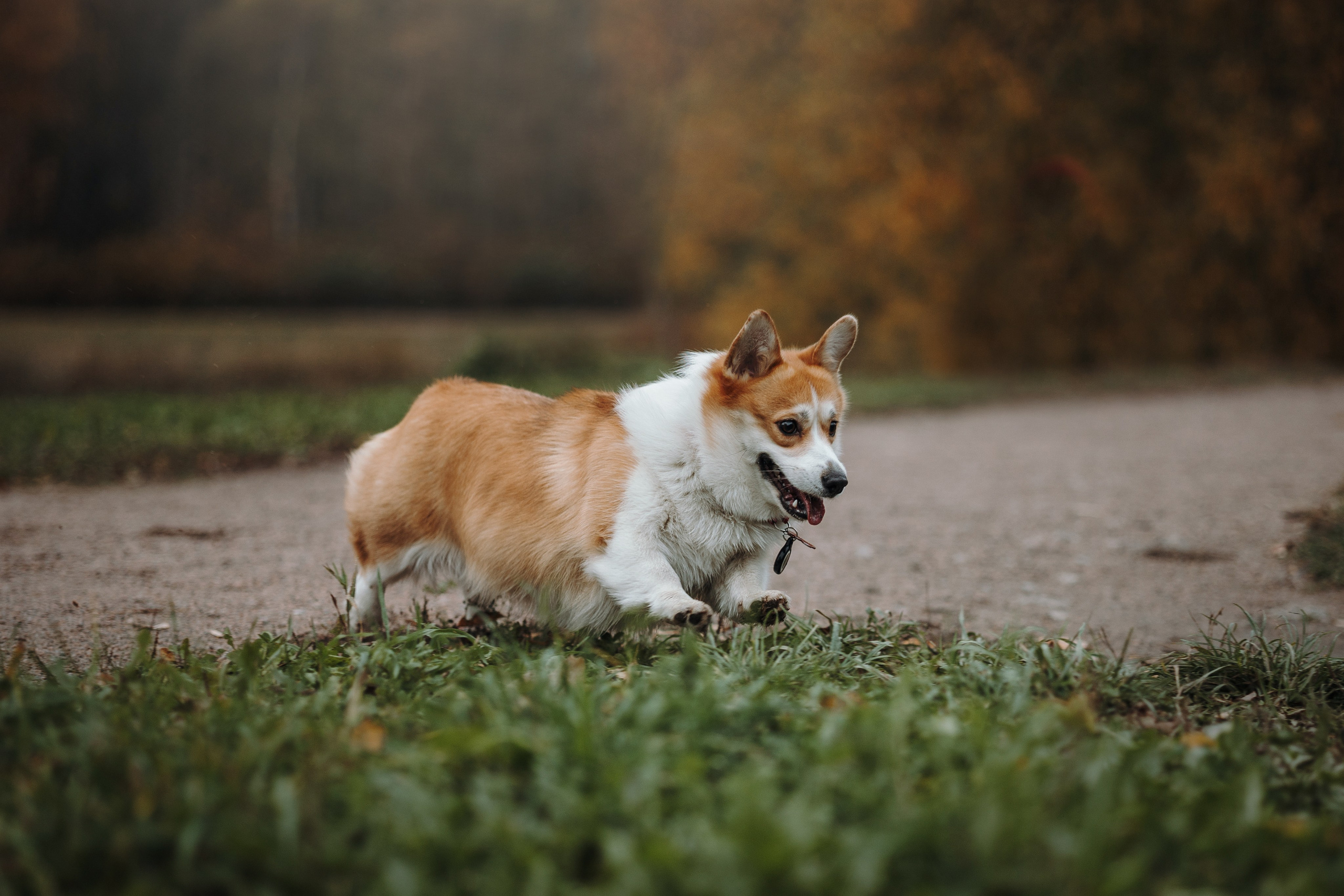 Юля и Терри. Фотограф — Анималист | Санкт-Петербург