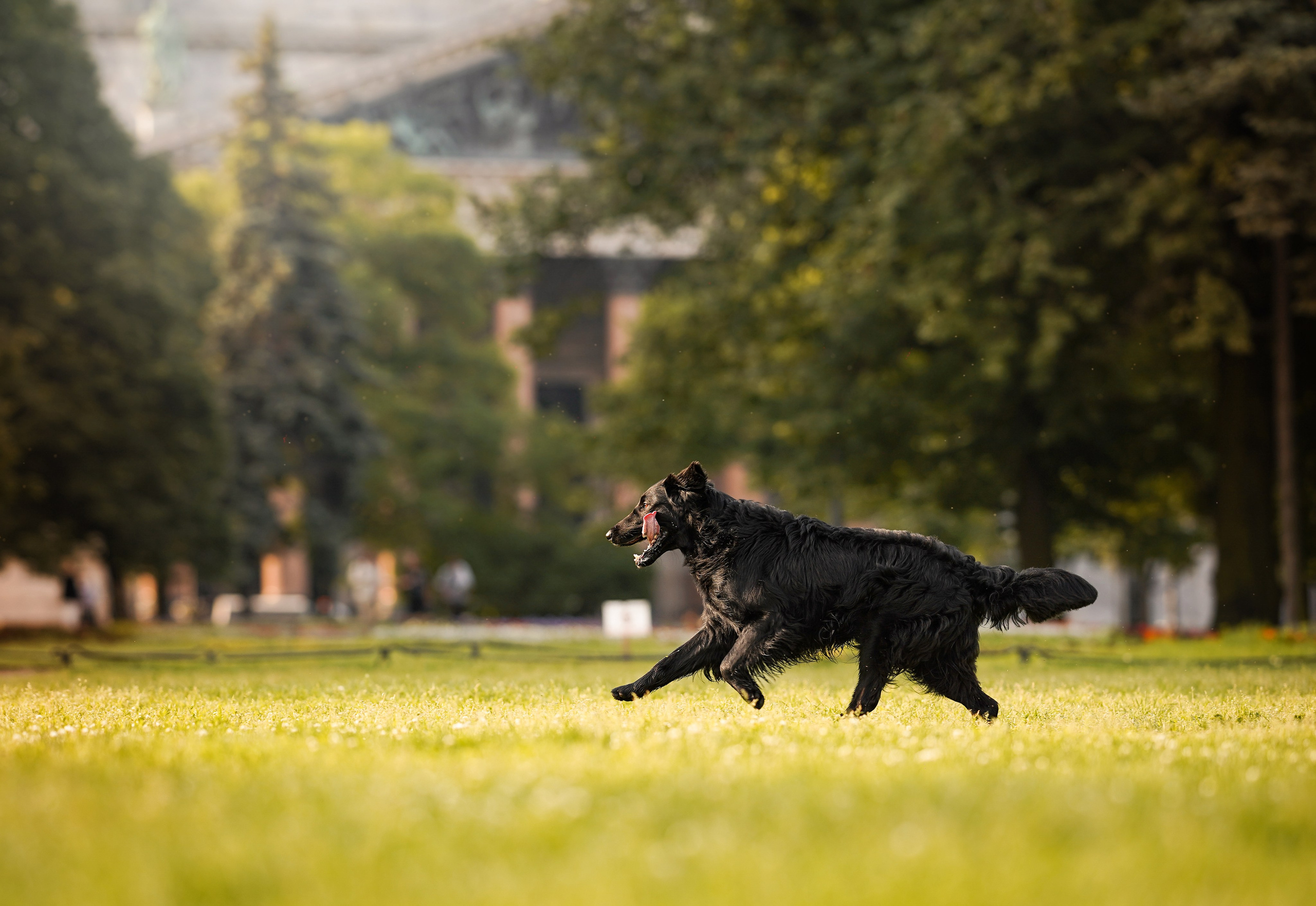 Анна и Мустик. Фотограф-анималист в Санкт-Петербурге Яна Мартынова