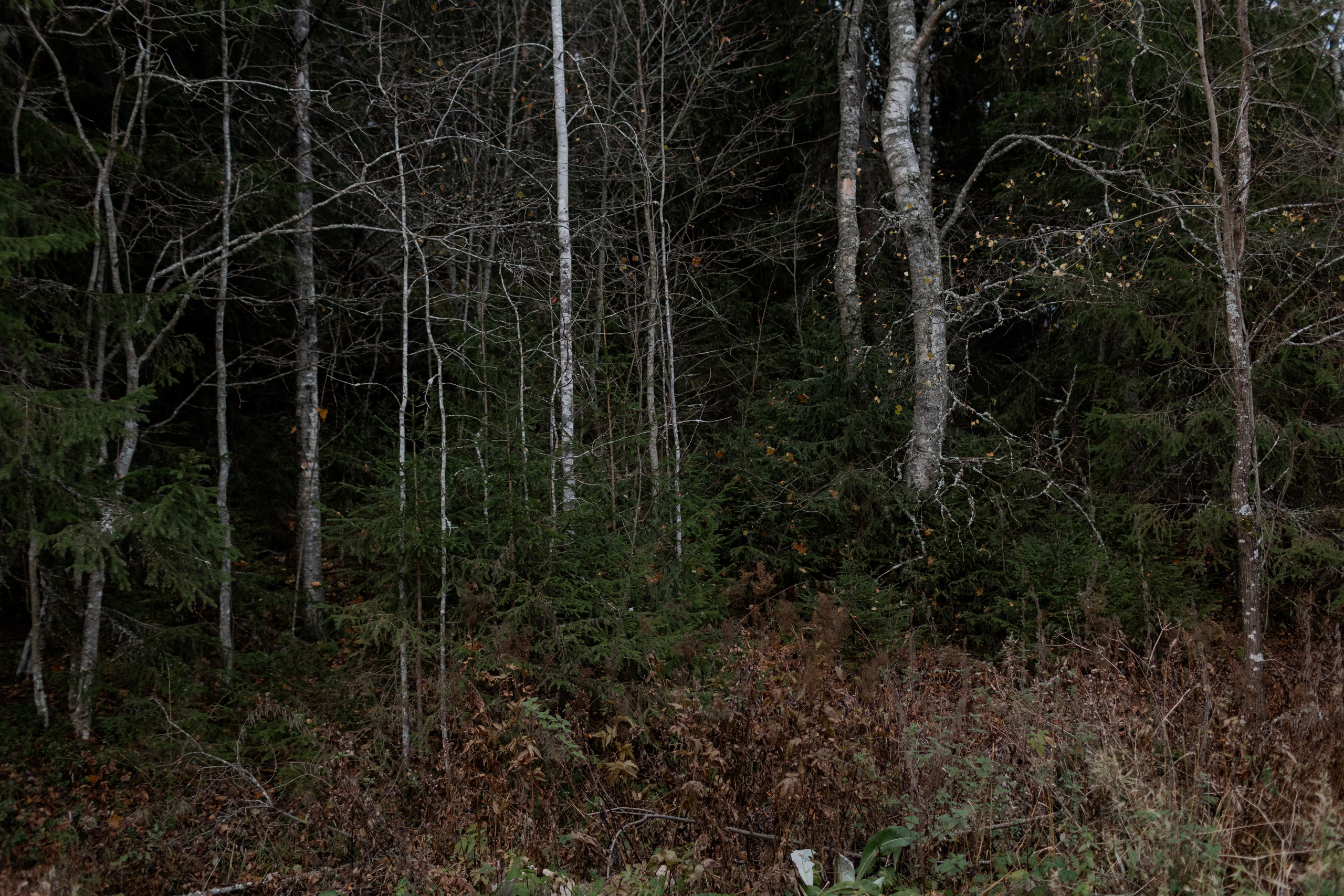 Съемка для глемпинг-отеля Хюгге Кэмп. Природа. Саша Кушнерова Фотографии. Sasha Kushnerova Photos