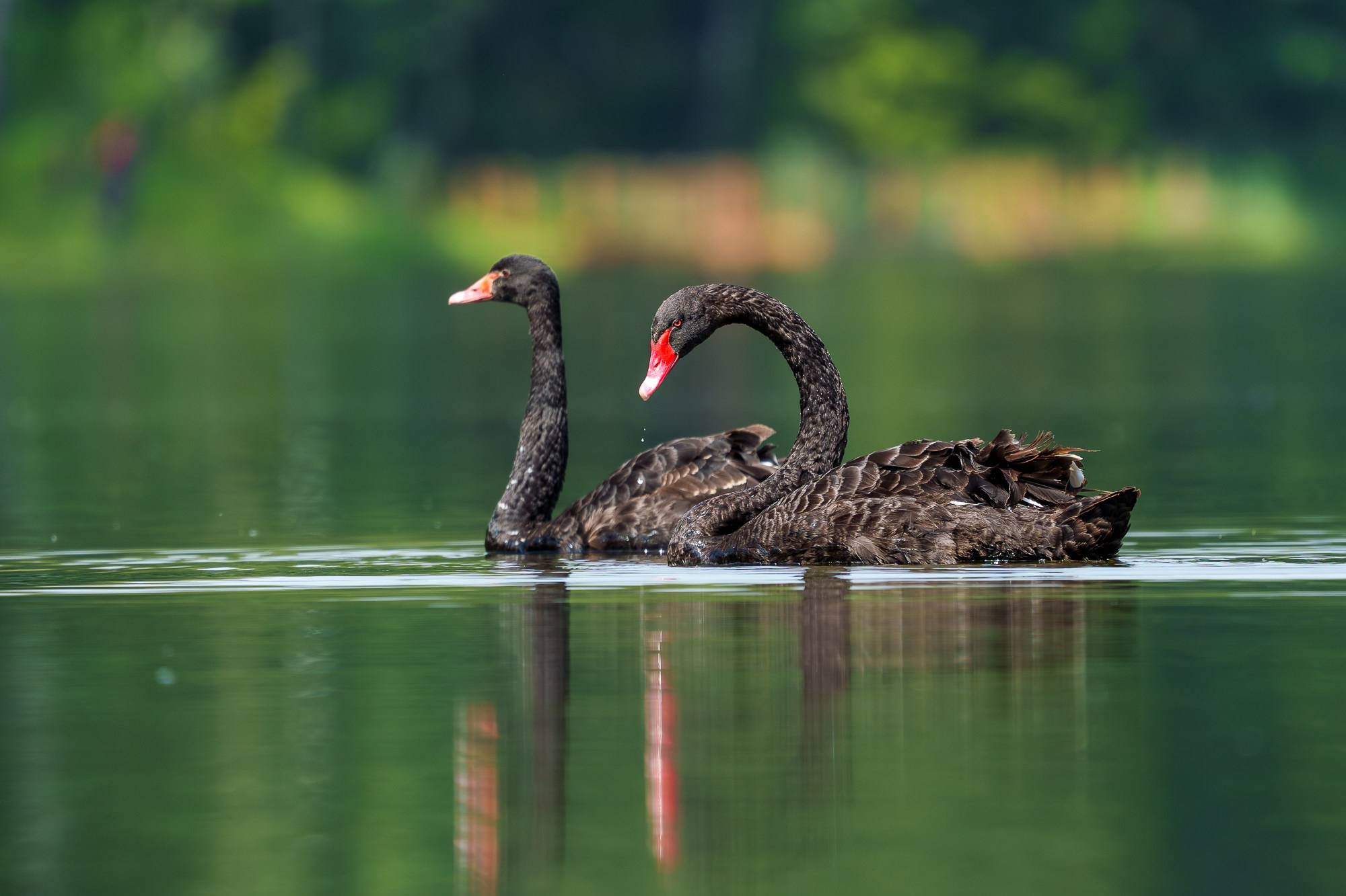 Удивительные мир птиц. Вокруг нас столько прекрасного — присмотритесь!. Ваш личный фотограф Марина Волкова