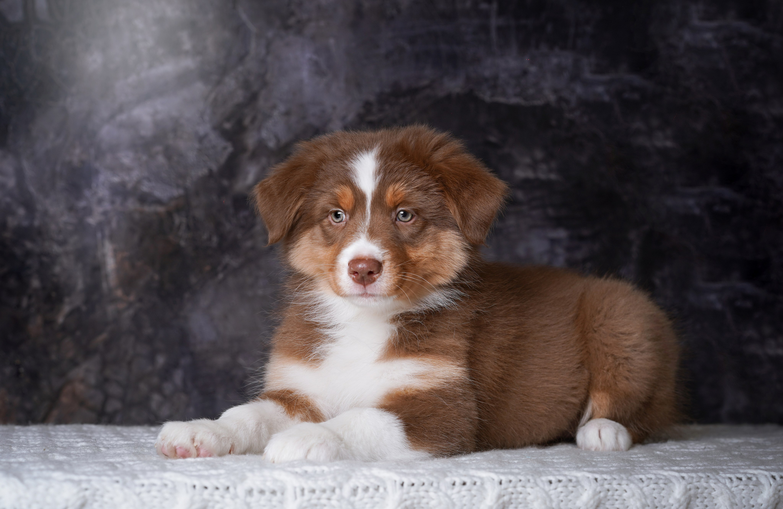 Щенки аусси. Фотограф-анималист в Санкт-Петербурге Яна Мартынова