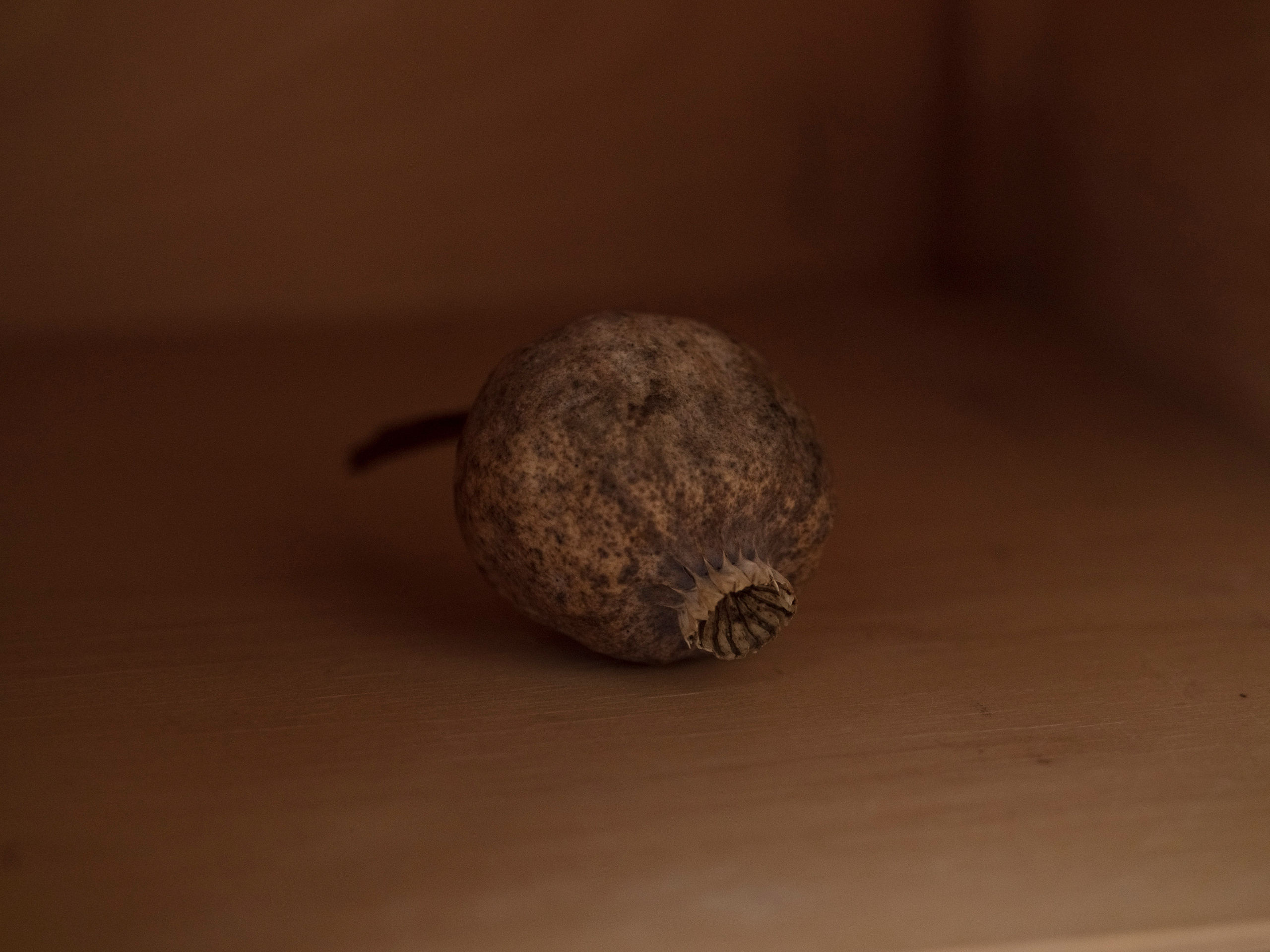 НИНА. Семейный и детский фотограф в Москве