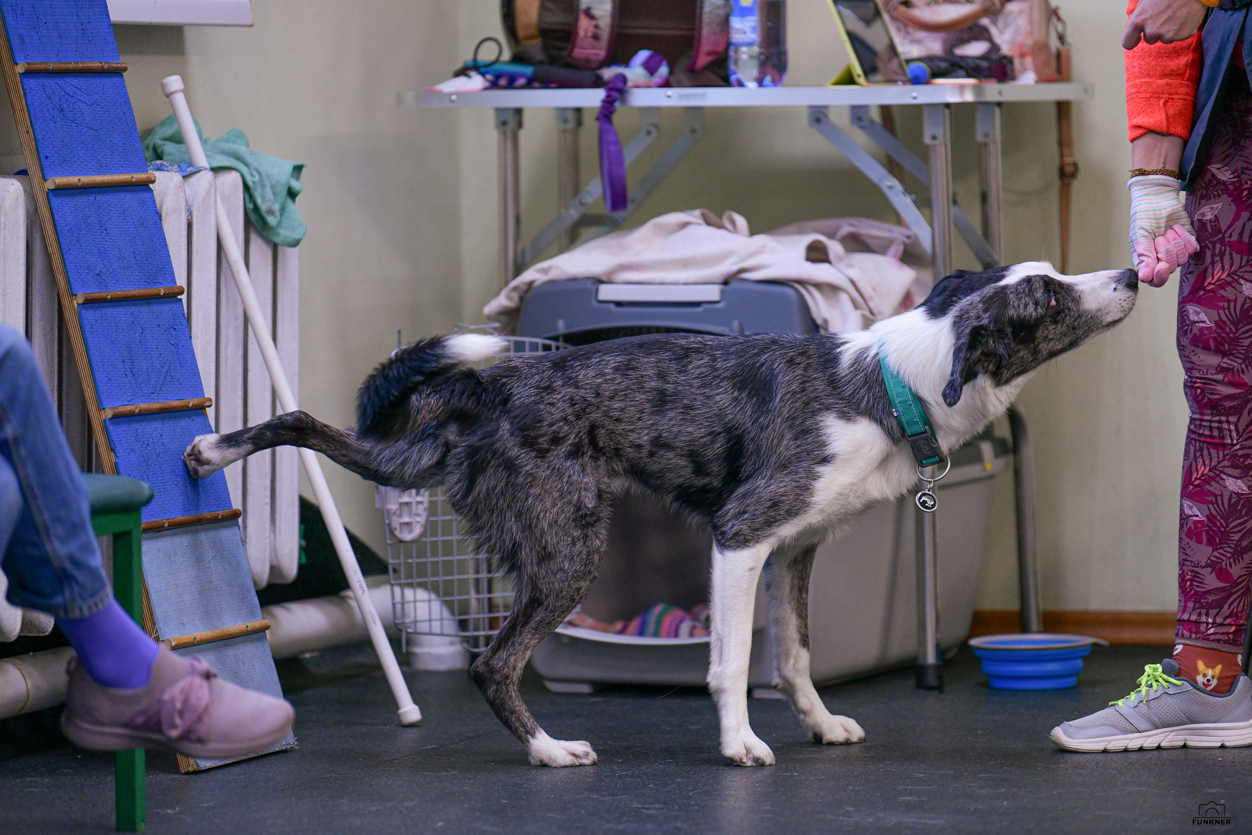 Кинологический клуб «Бодрый хвост». Свой взгляд через объектив