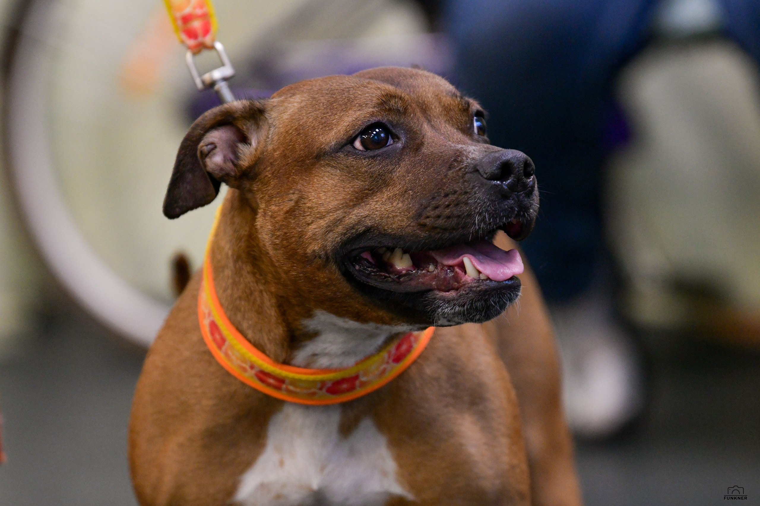 Кинологический клуб «Бодрый хвост». Свой взгляд через объектив