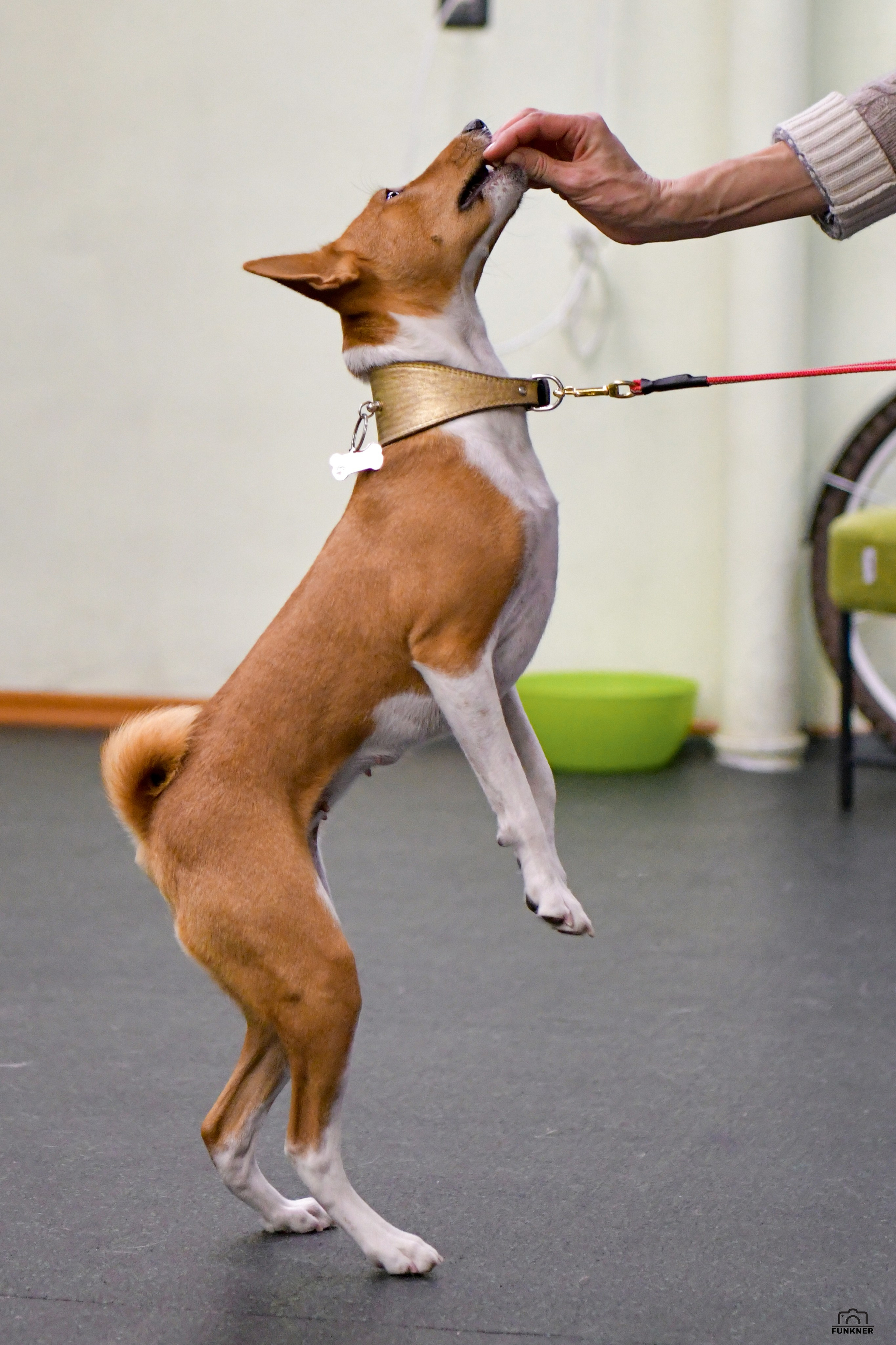 Кинологический клуб «Бодрый хвост». Свой взгляд через объектив