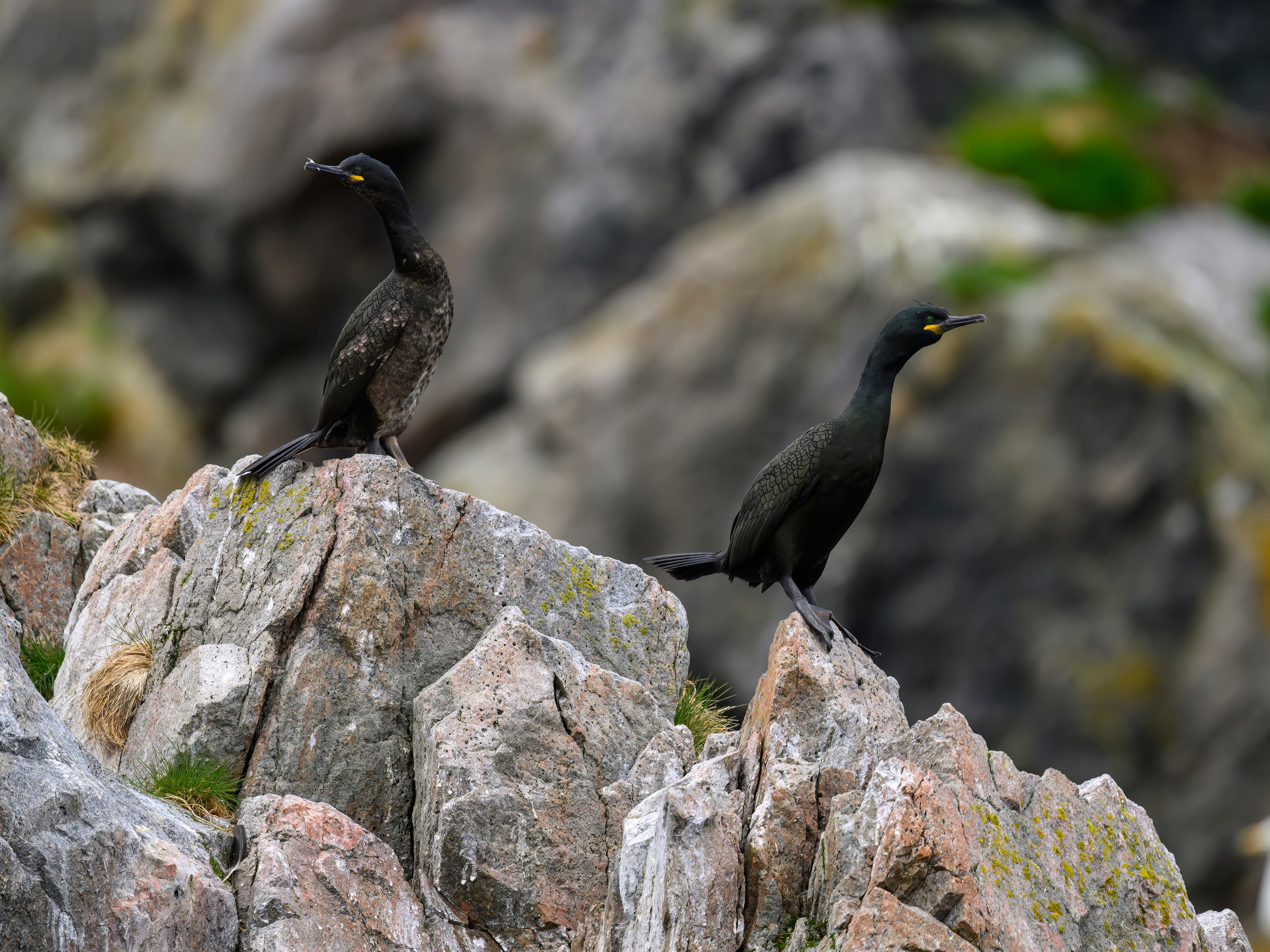 Мурманская область. Июнь 2024. Фотограф Сергей Пупонин