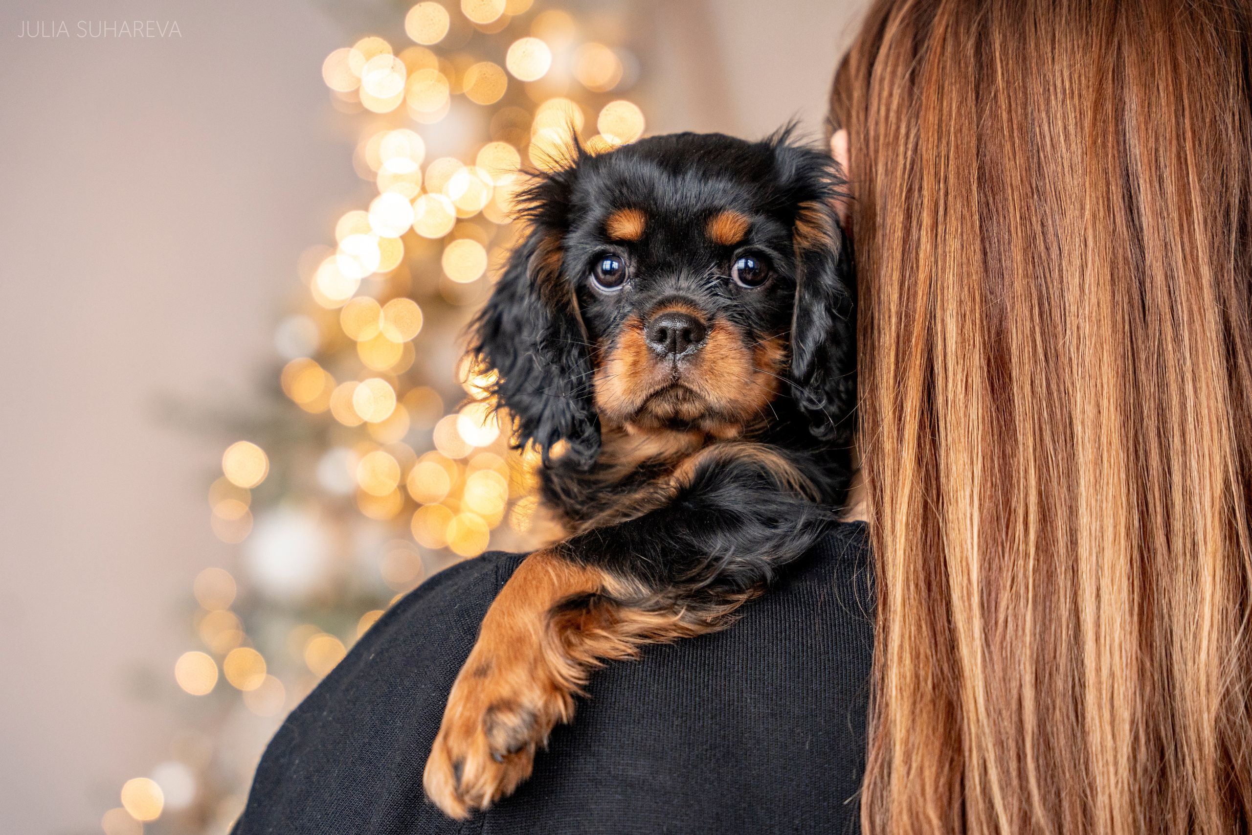 Щенки Кавалер кинг-чарльз-спаниель (Новый год). Главная