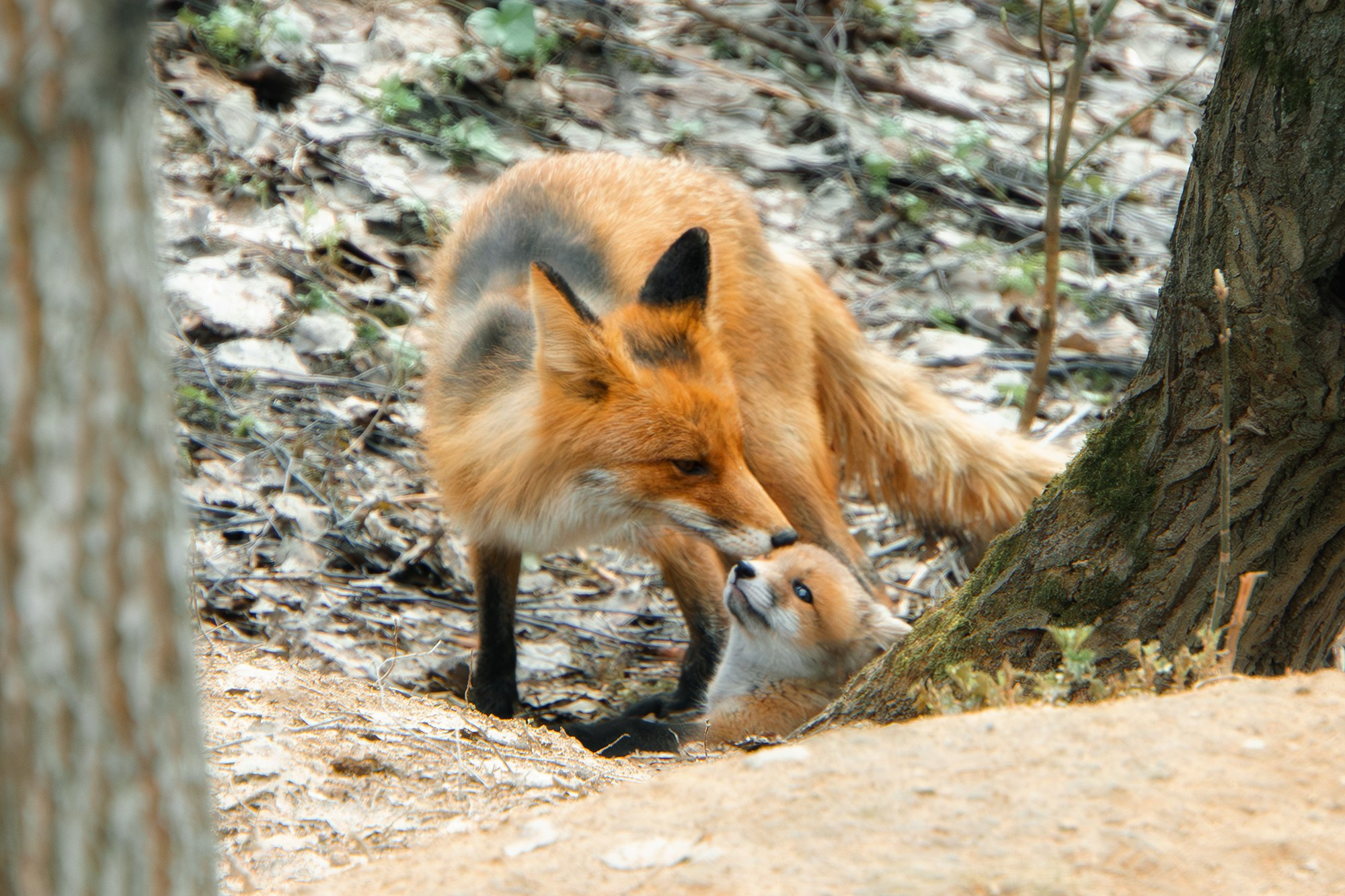 Животные. Ваш личный фотограф Марина Волкова