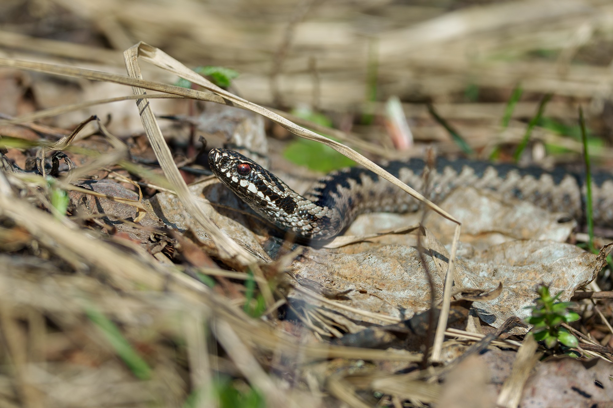 Животные. Ваш личный фотограф Марина Волкова