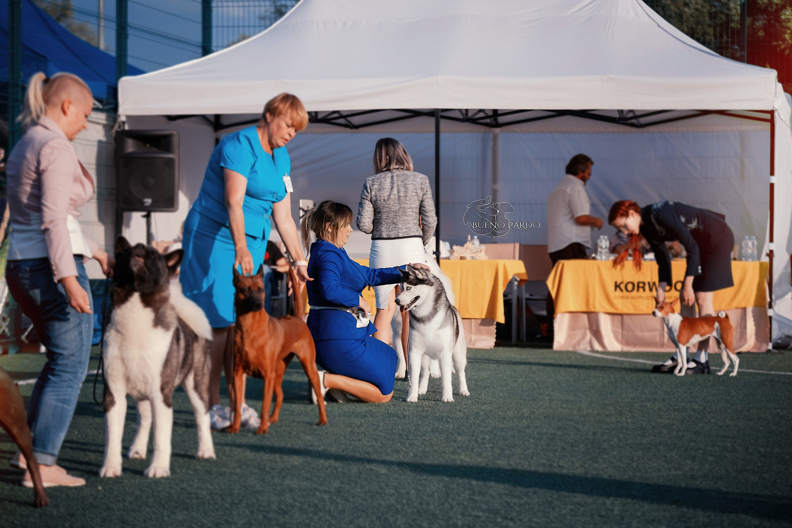 Фотосъемка собак, щенков, на выставках, фотограф анималист Россия воронеж. Питомник собак Акита, Хаски, Корги