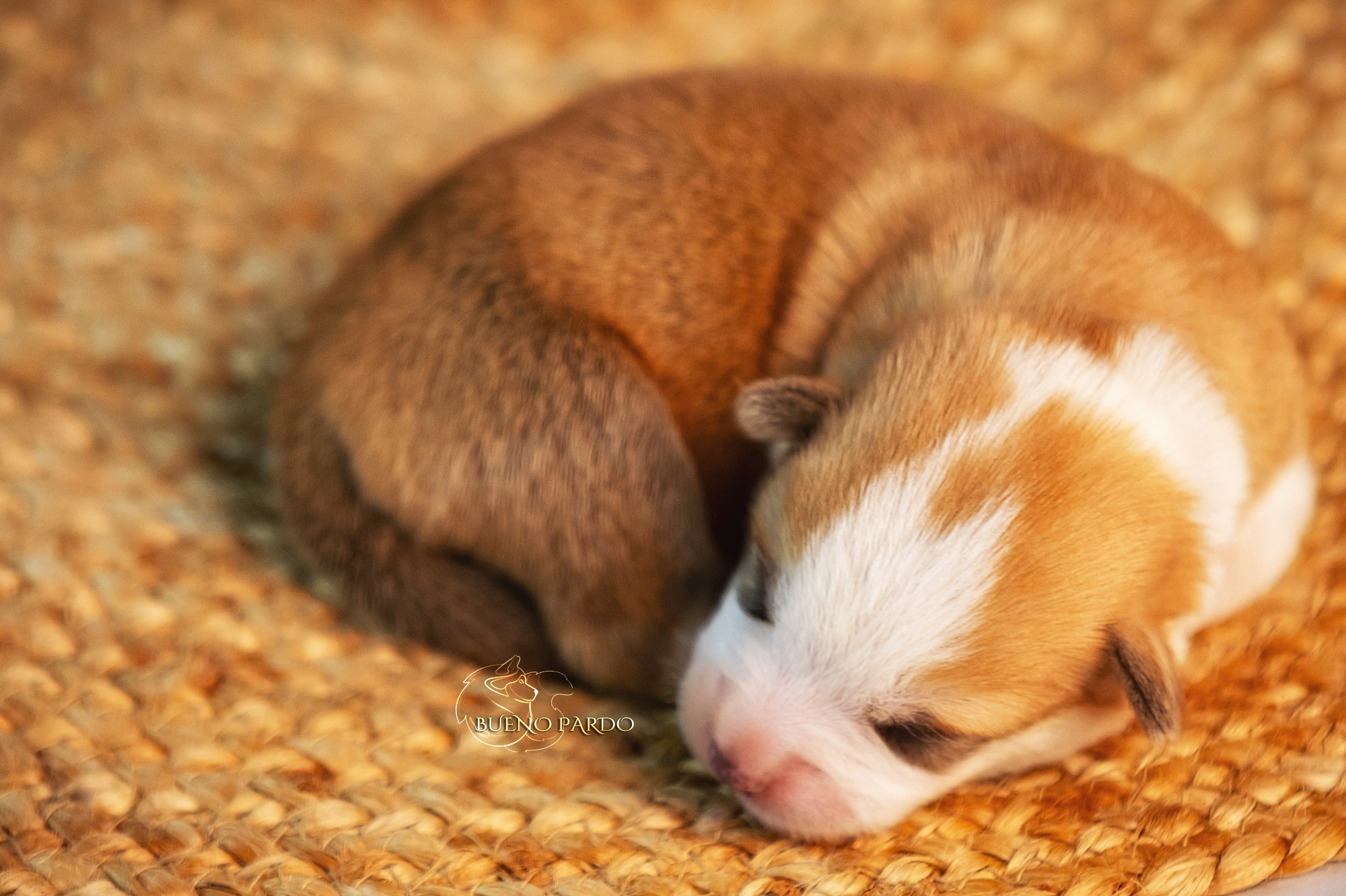 Щенки вельш корги пемброк из питомника. Питомник собак Акита, Хаски, Корги