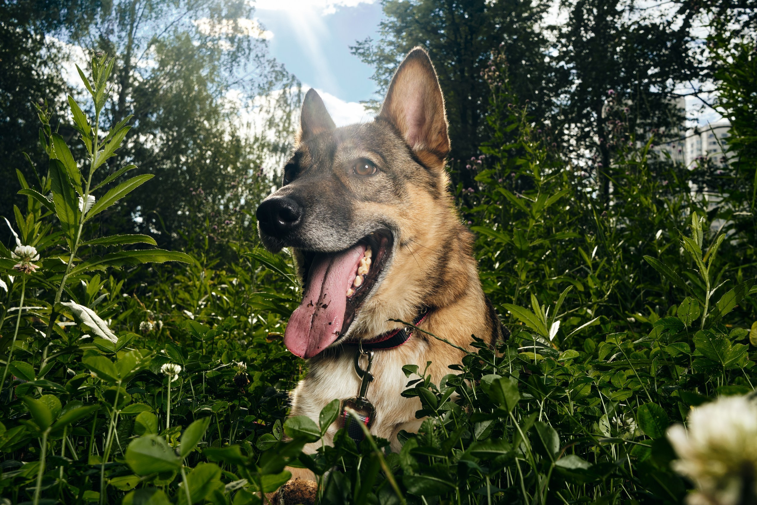 Фотосессия  для паши пса. Профессиональный фотограф в Москве — Максим Дьяконов