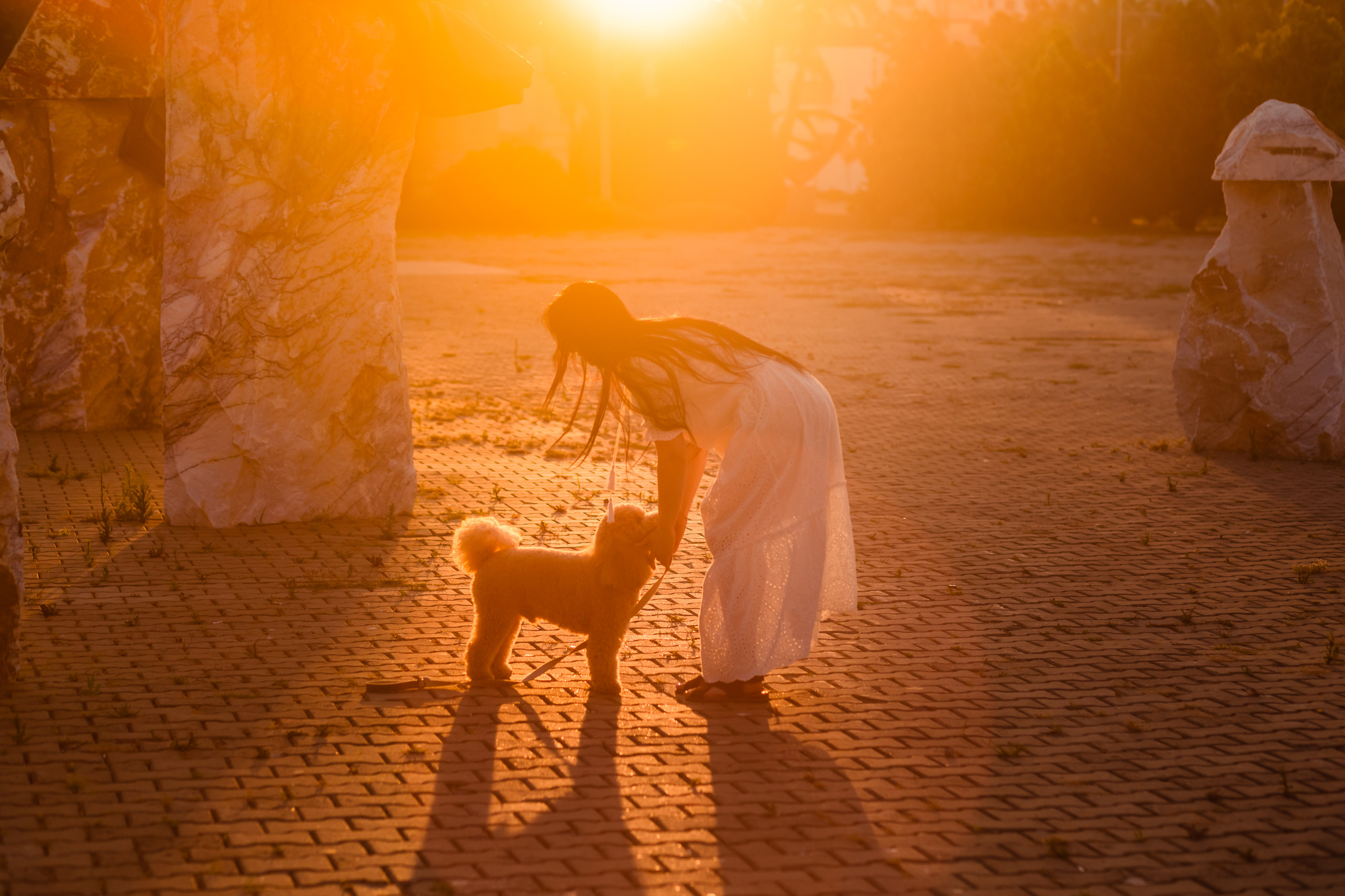 personal photo session with a dog