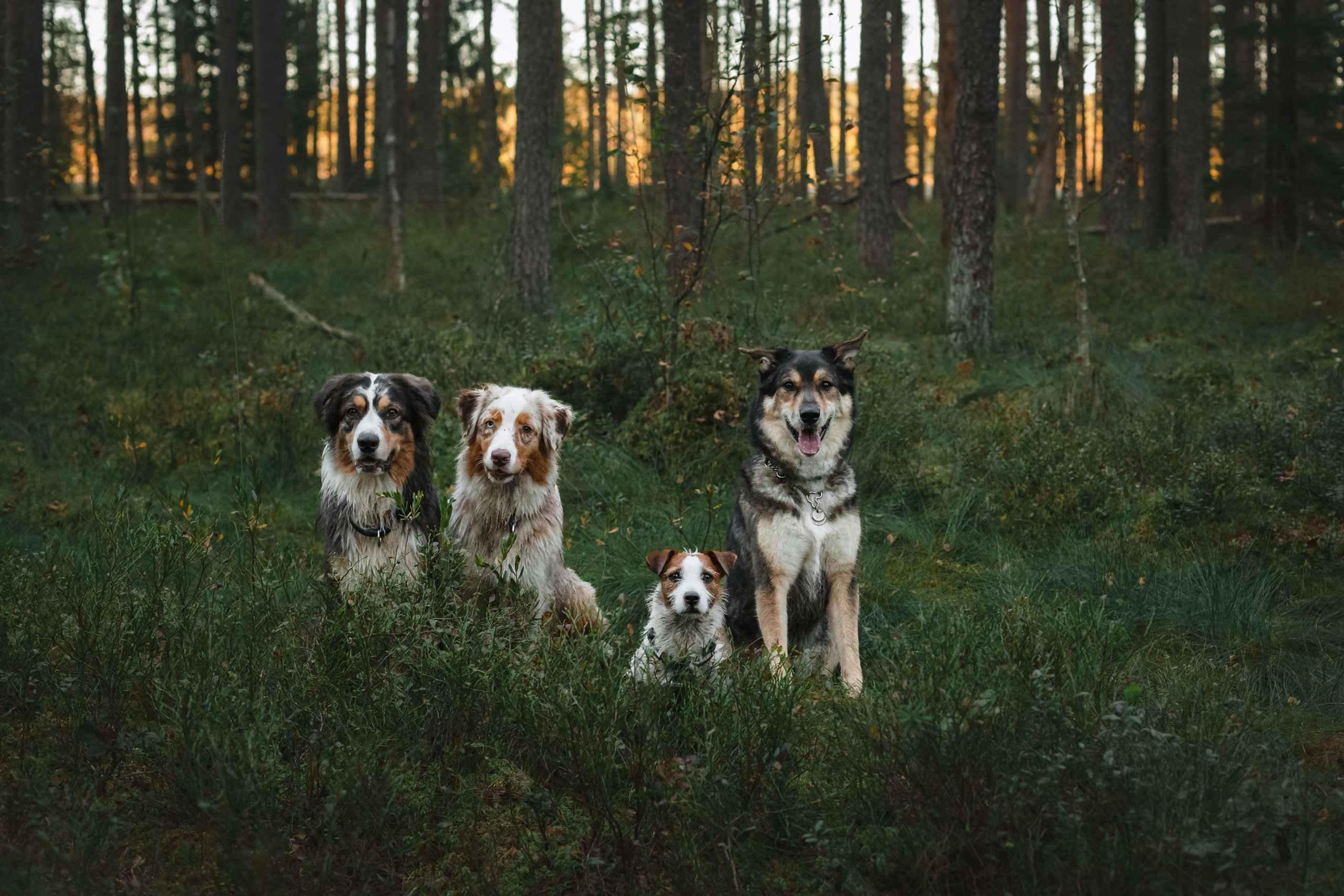 Фотопрогулка в Ленобласти. Фотограф-анималист Татьяна Степанова