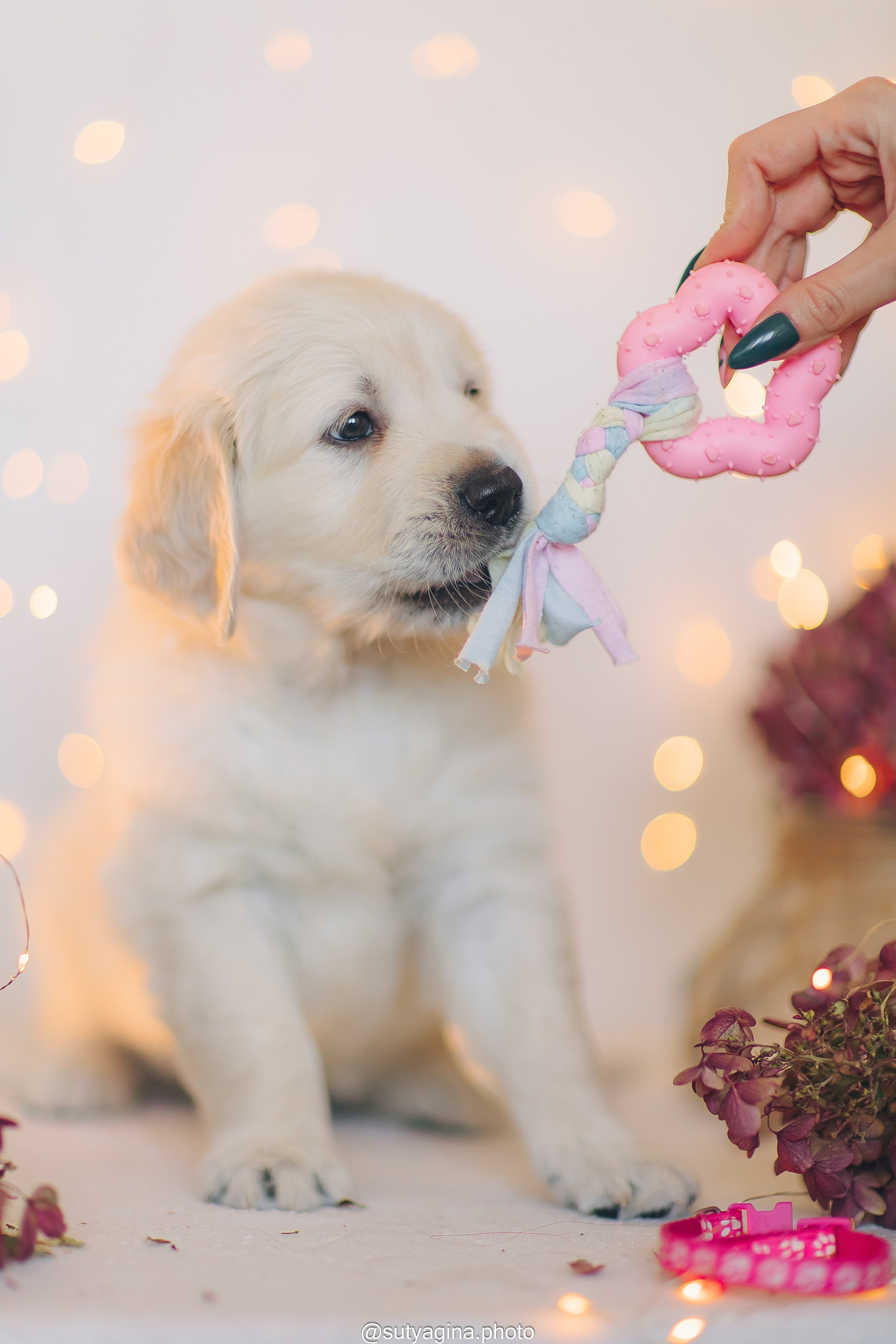 Розовый ошейник. Свадебный и женский фотограф