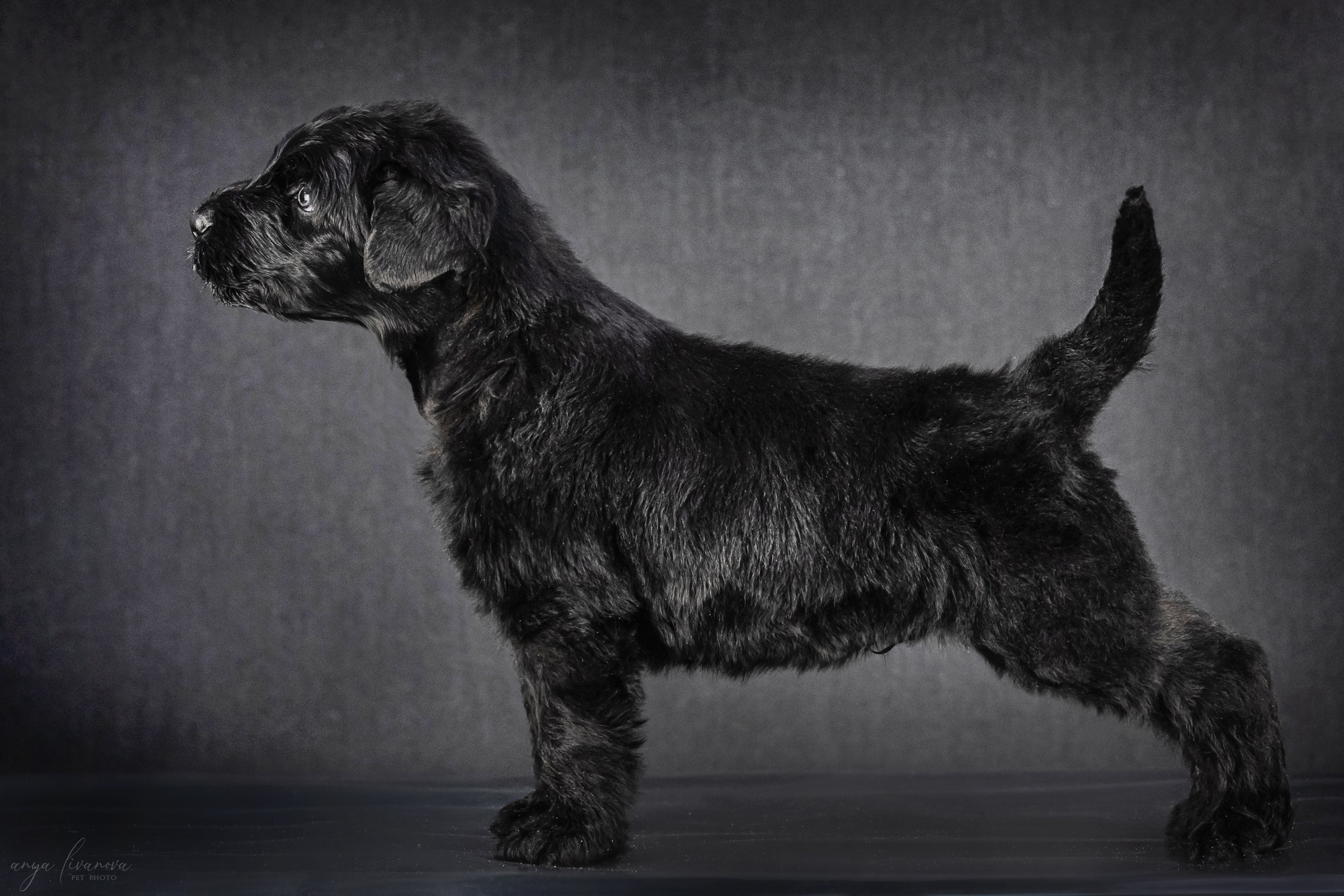 РЧТ. Фотограф анималист Аня Ливанова | Рыбинск