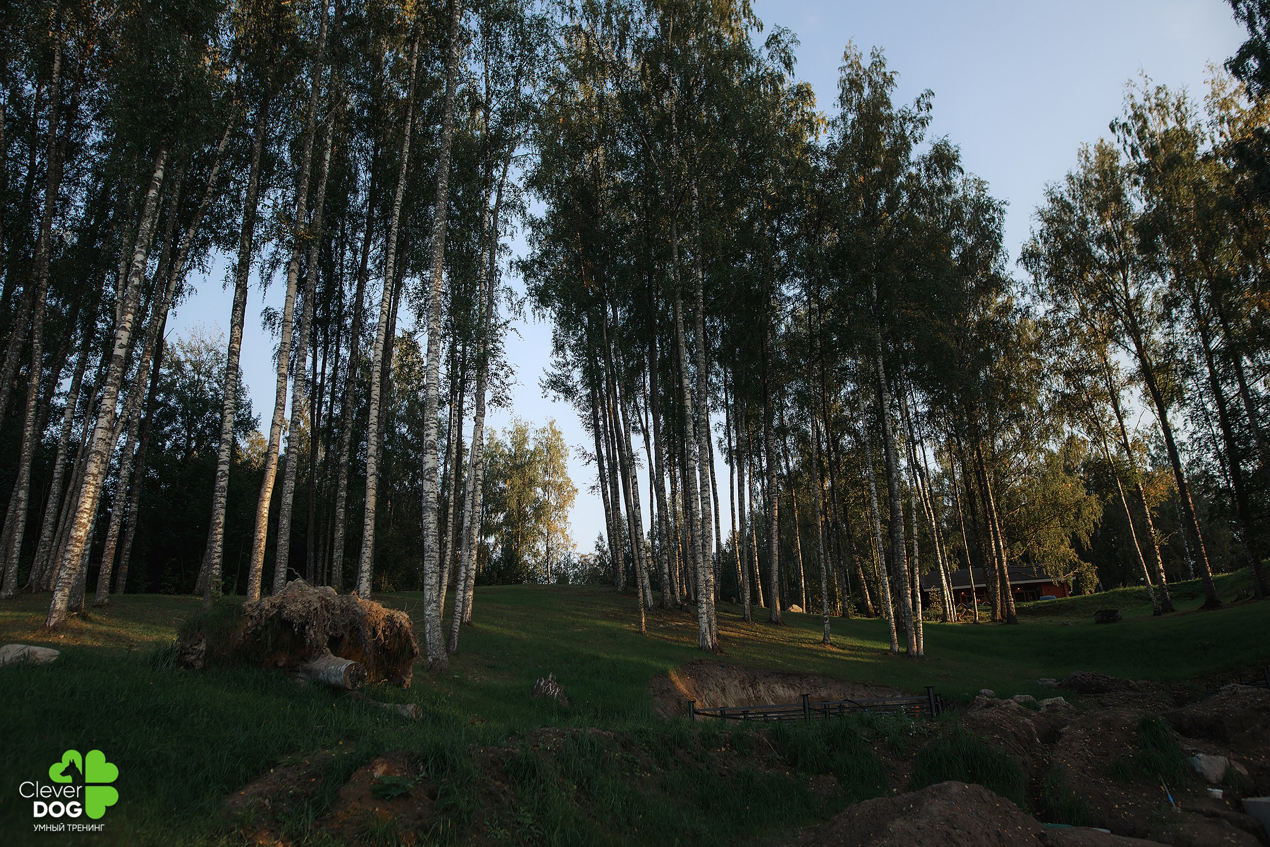 Кинологический лагерь CleverDog, 2024. Фотограф-анималист Mary Mart — Москва, Питер