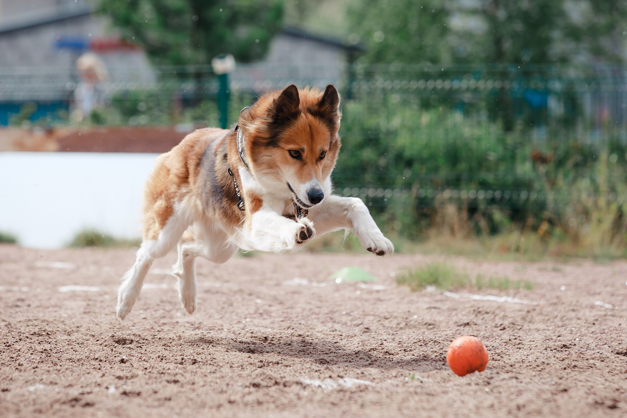 Питч&Гоу + веселые старты. Фотограф-анималист Mary Mart — Москва, Питер