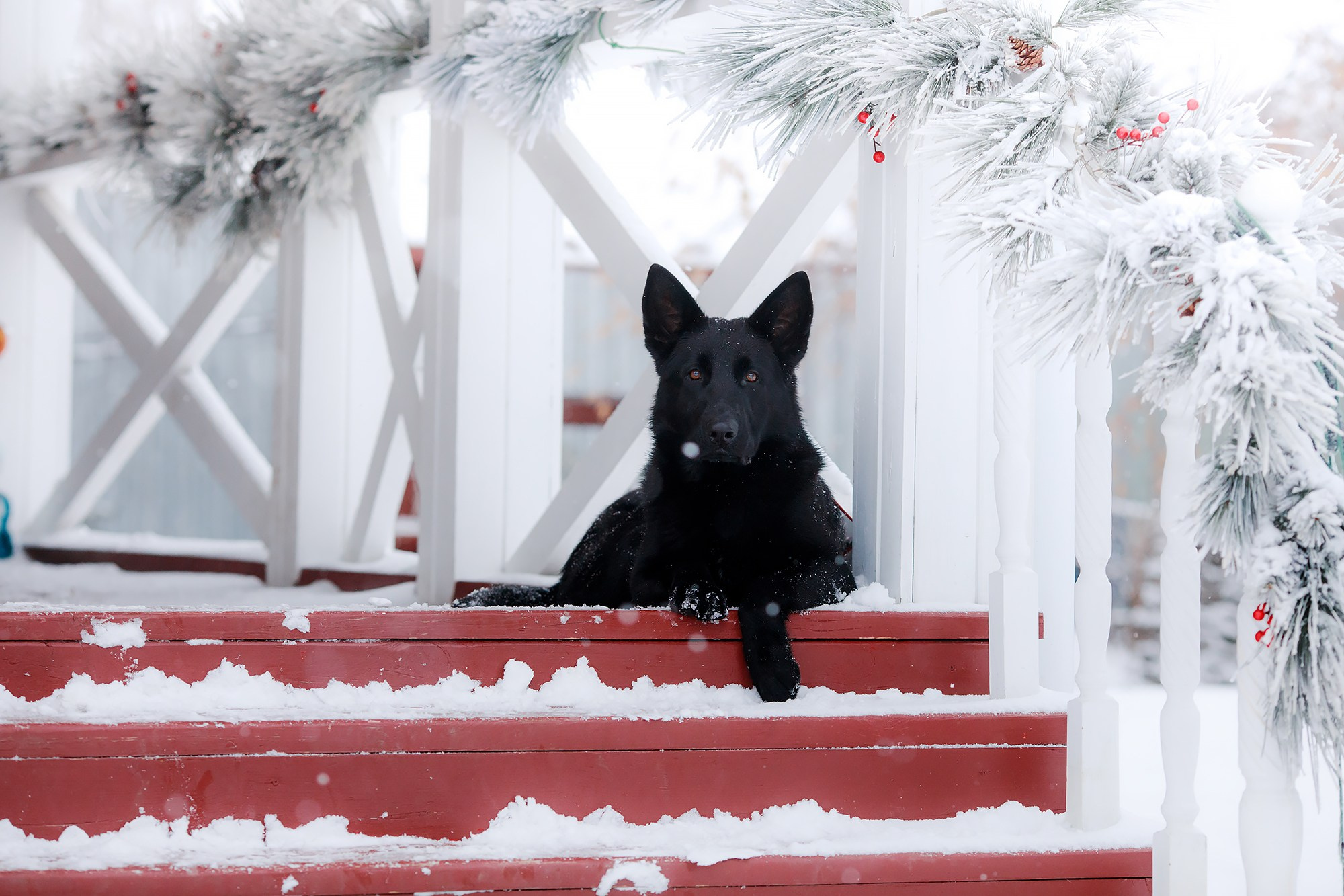 Зимние портреты. Фотограф-анималист Mary Mart — Москва, Питер