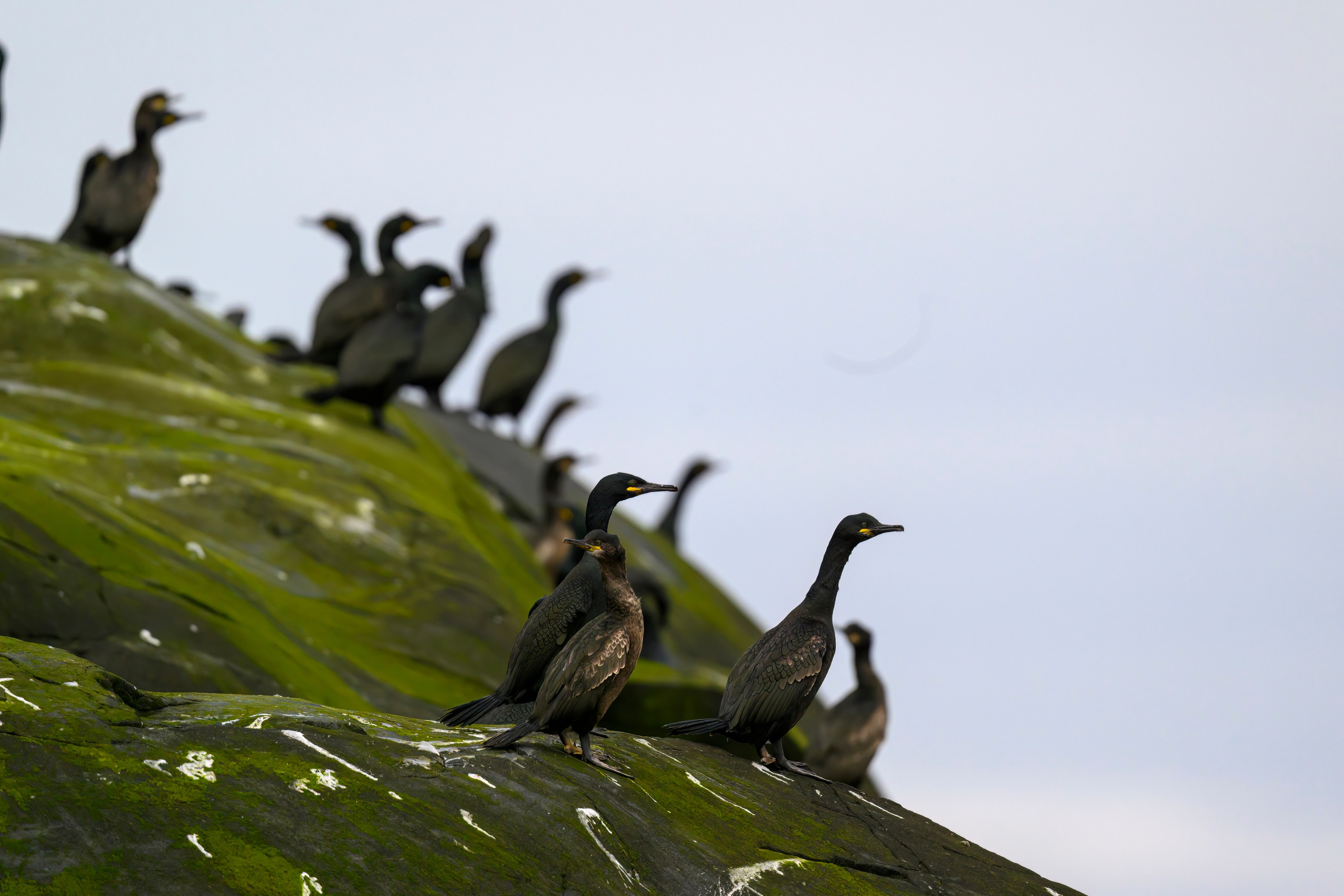 Мурманская область. Июнь 2024. Фотограф Сергей Пупонин