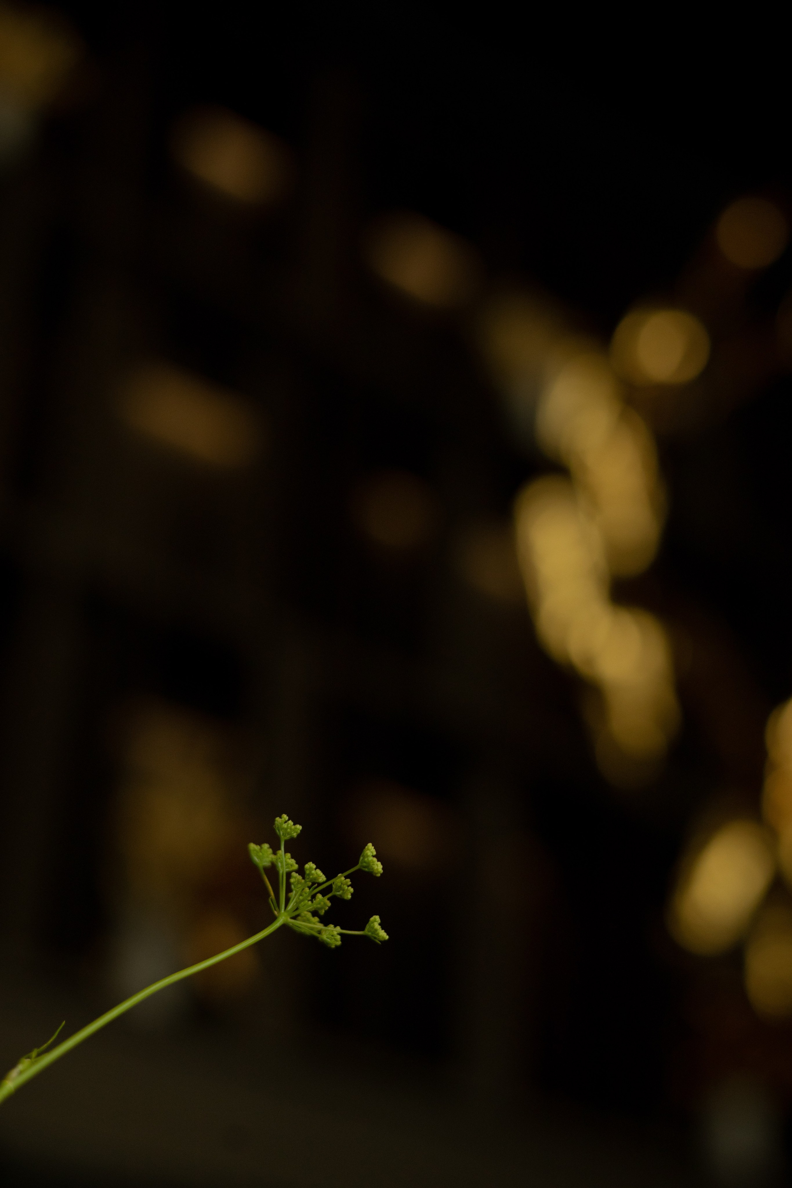 Алина & Николай. Оформление свадеб, декор свадеб Вера Маркова, Москва