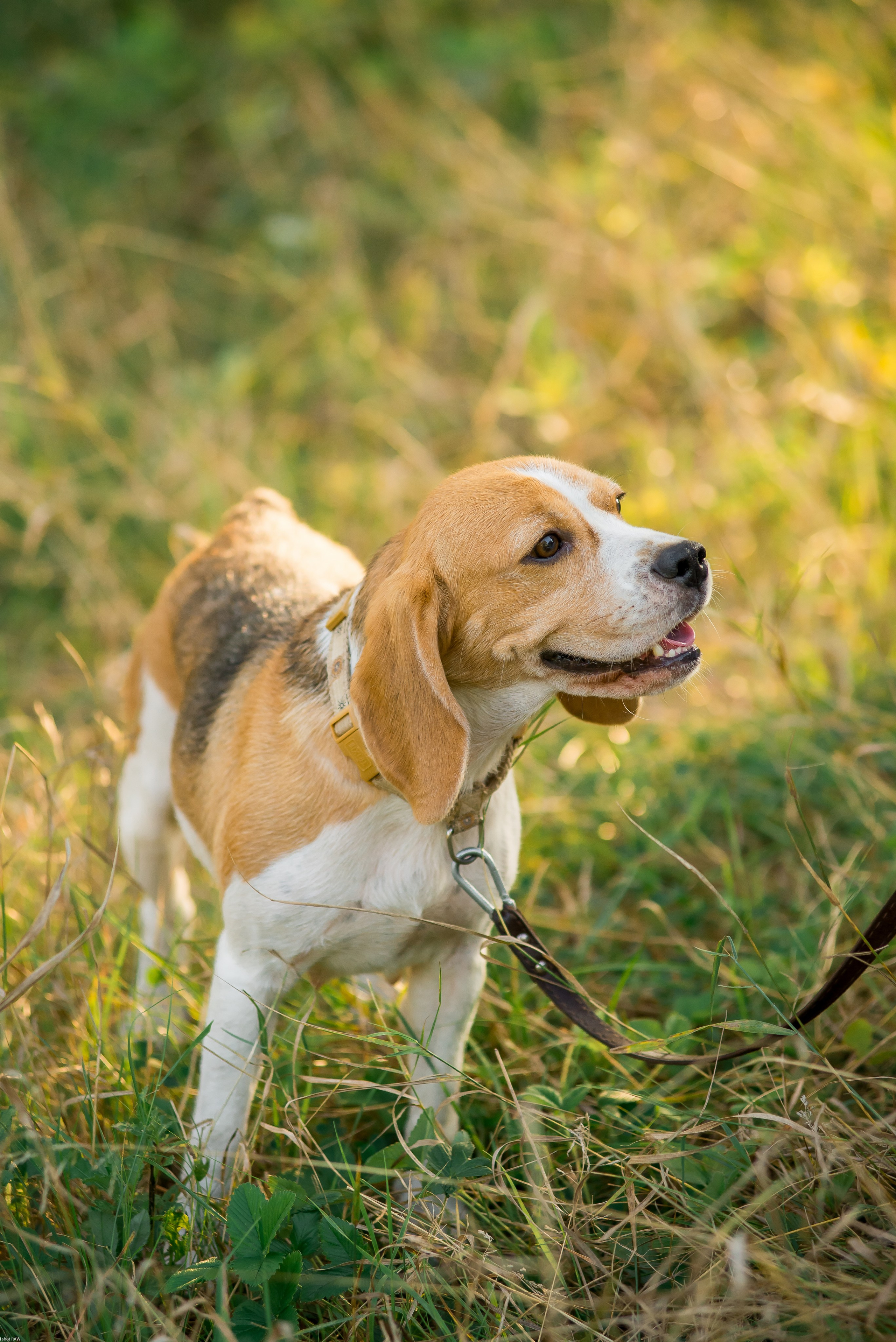 Саша, Наташа и маленький Савва. Свадебный фотограф в Рязани Вагнер Владимир